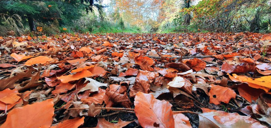 Autumn Woods Forest Free Stock HD Photo