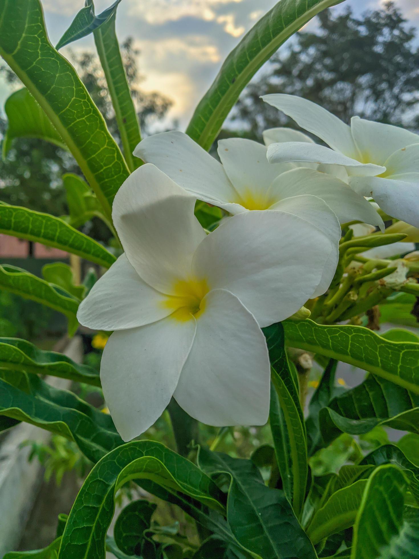 frangipani flowers are white with a beautiful yellow center and a beautiful species of plumeria pudica Stock Free