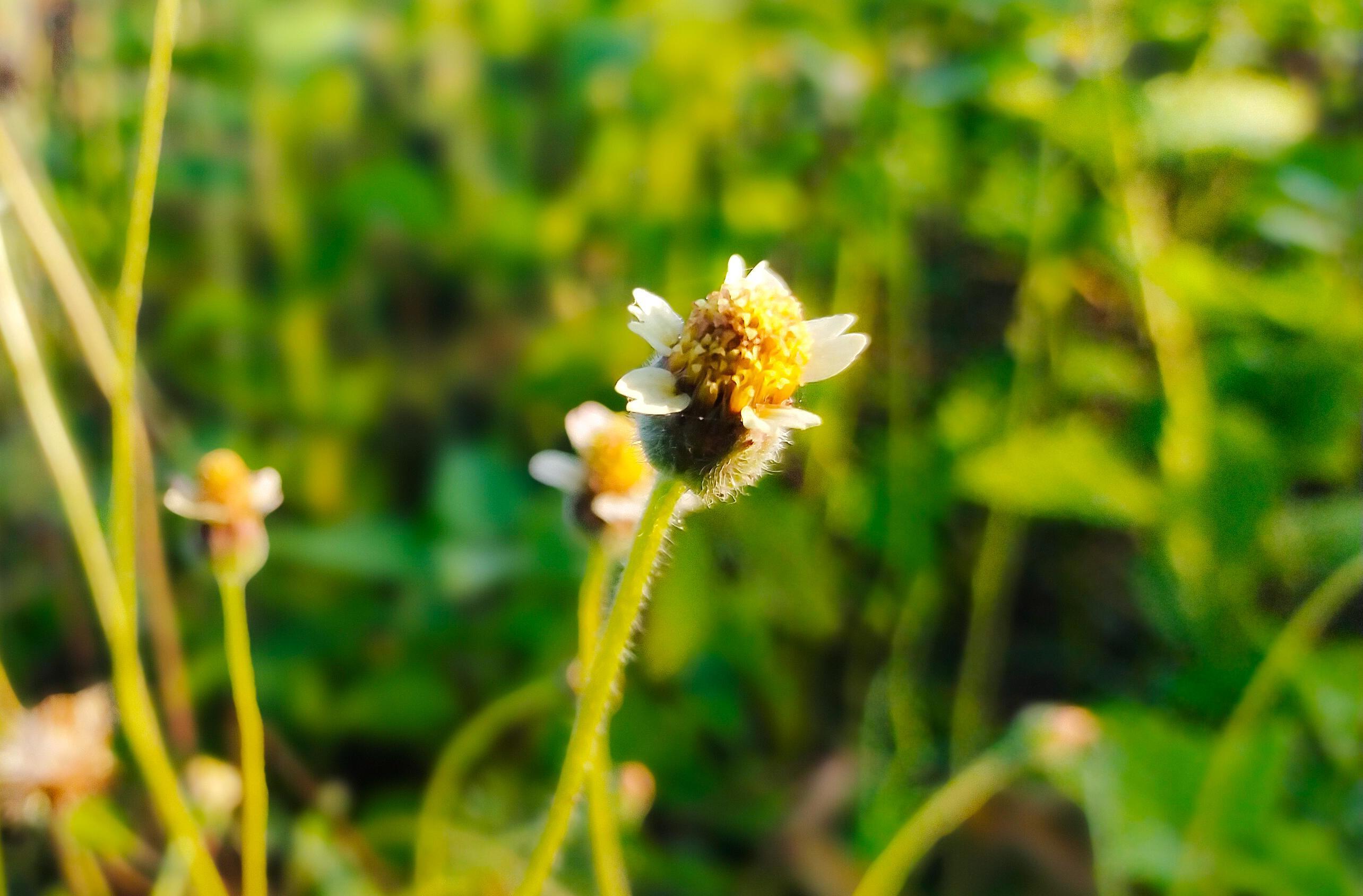 yellow flowers at the morning HD Stock Free