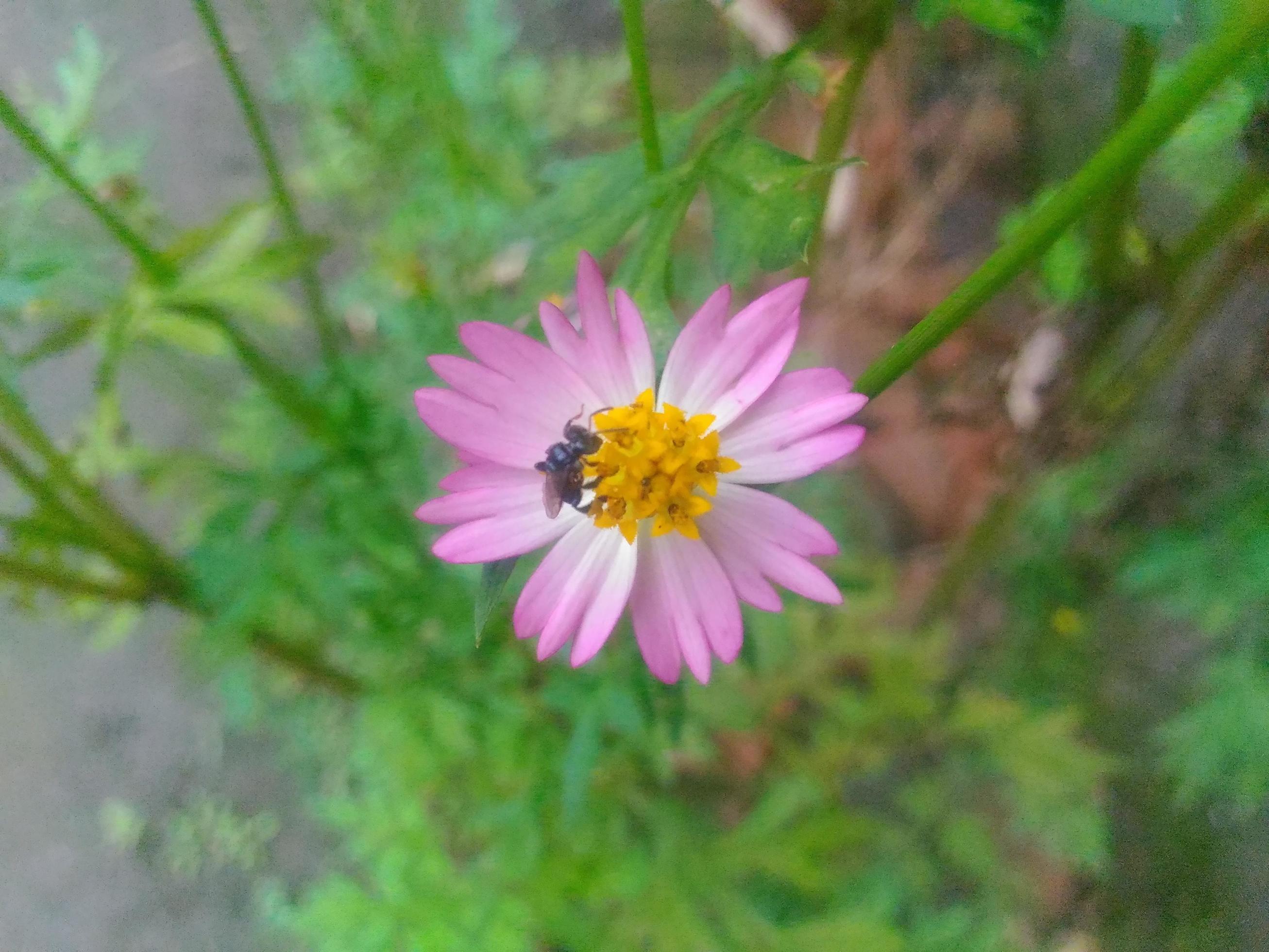 bee on a pink flower Stock Free