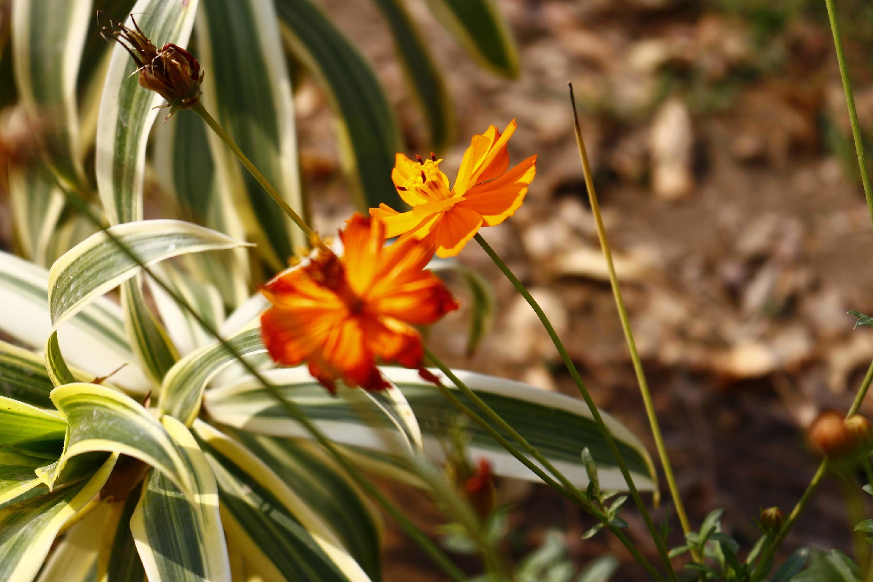 Flowering Plants in Outdoor Garden in Karachi Pakistan 2022 Stock Free