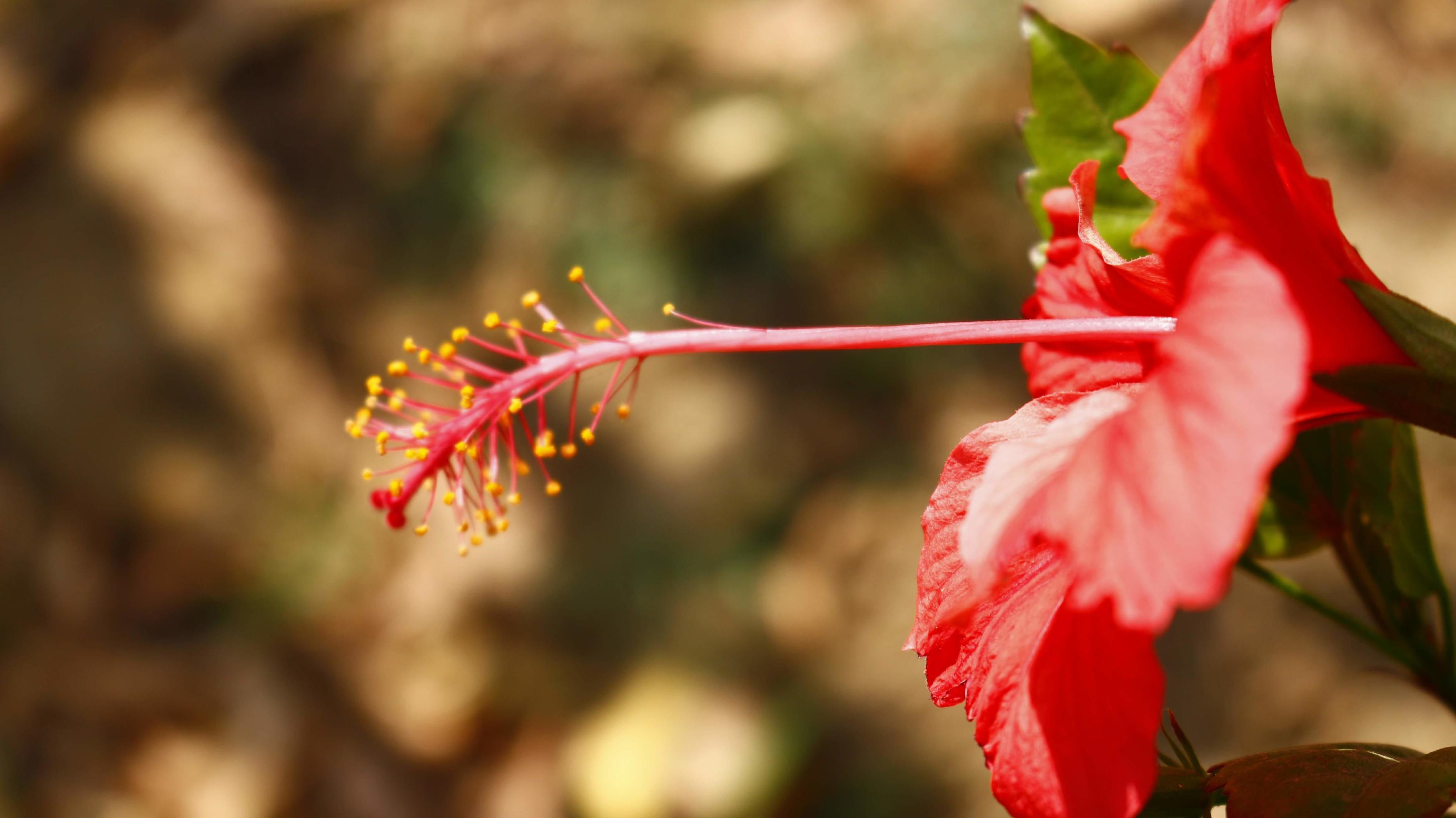 Bright Colored Flowering Plants in Outdoor Garden In Karachi Pakistan 2022 Stock Free