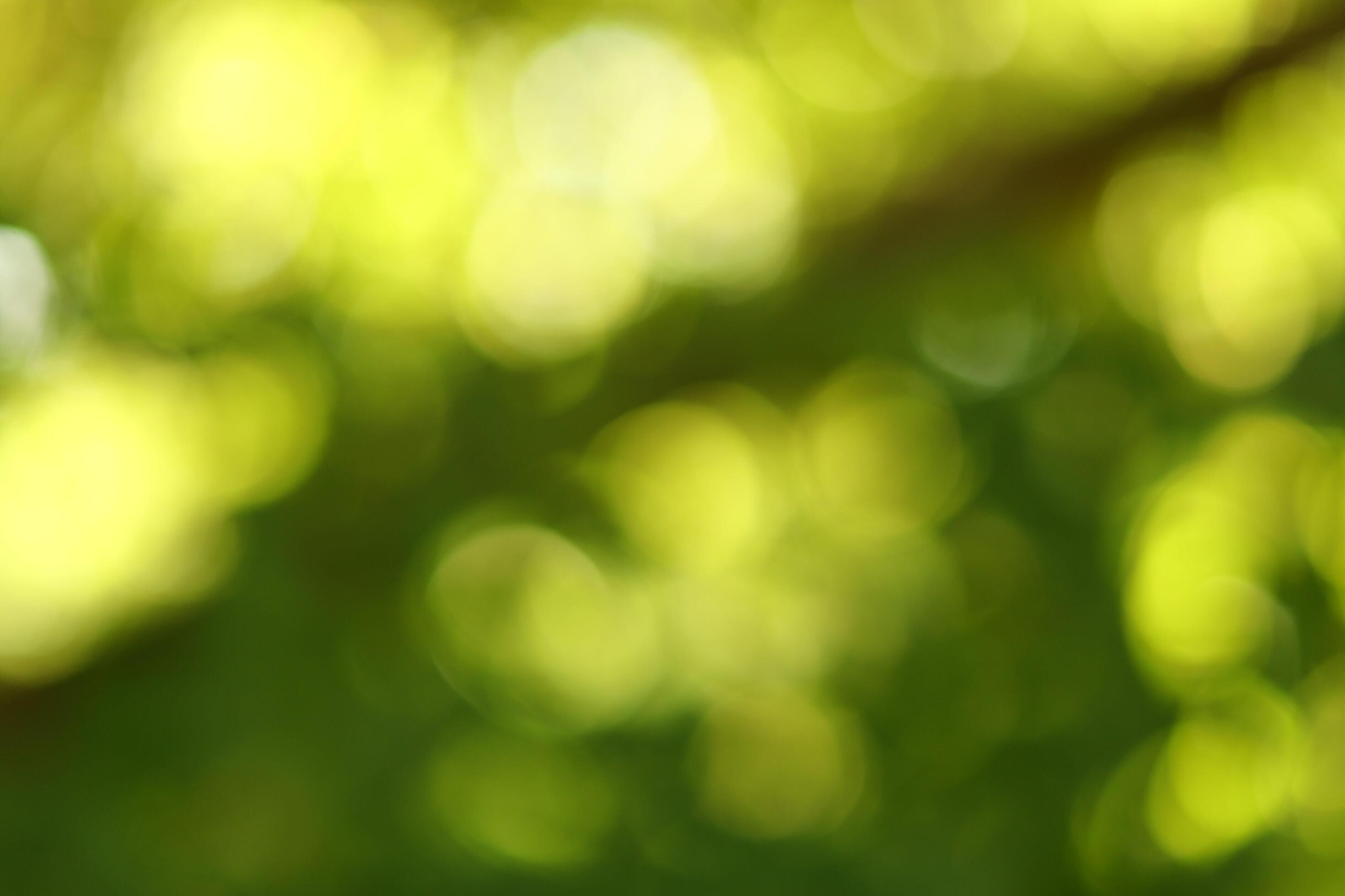 Beautiful summer green bokeh or background Stock Free