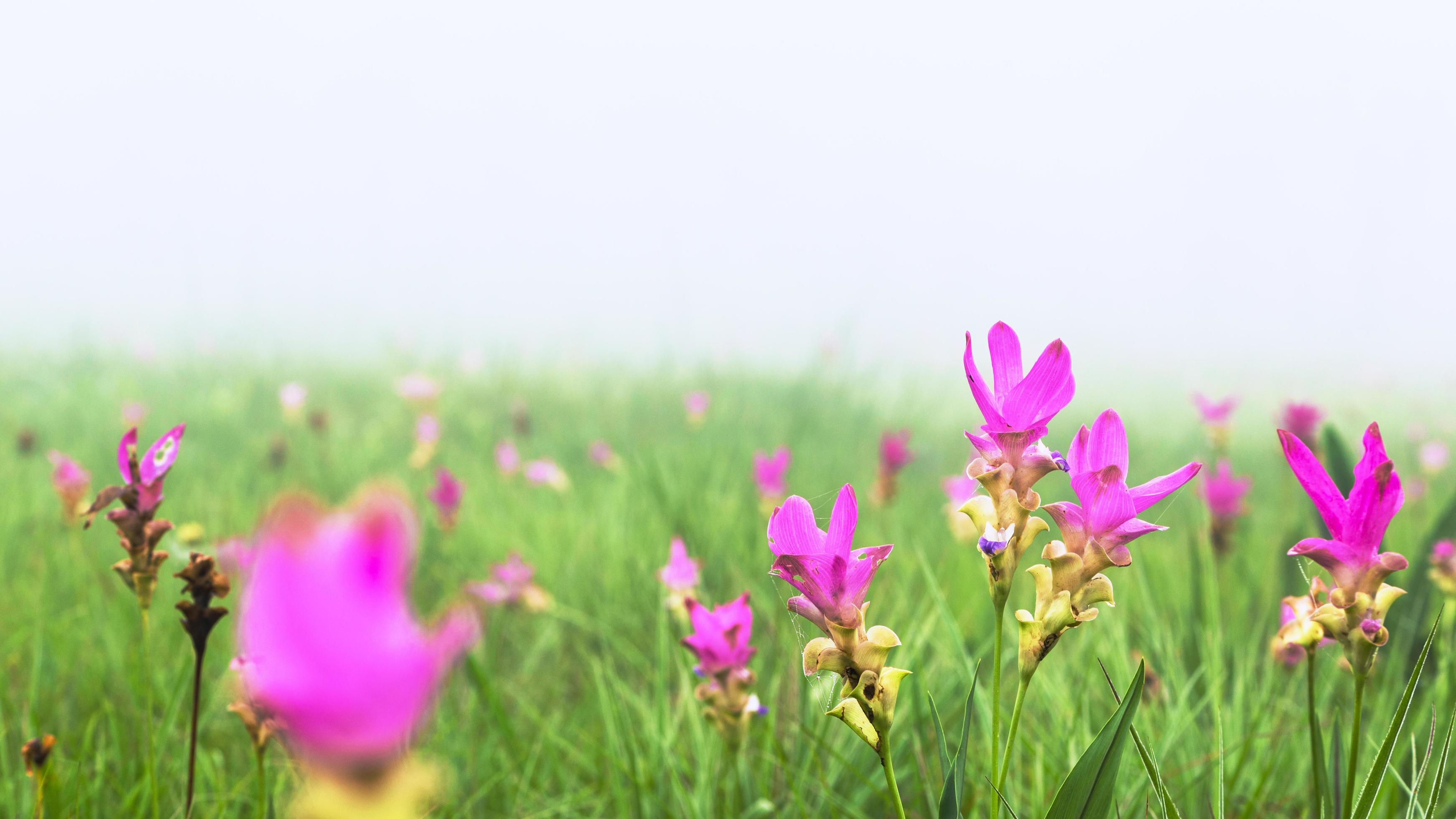 garden park outdoor fog down flower garden Curcuma sessilis. Stock Free