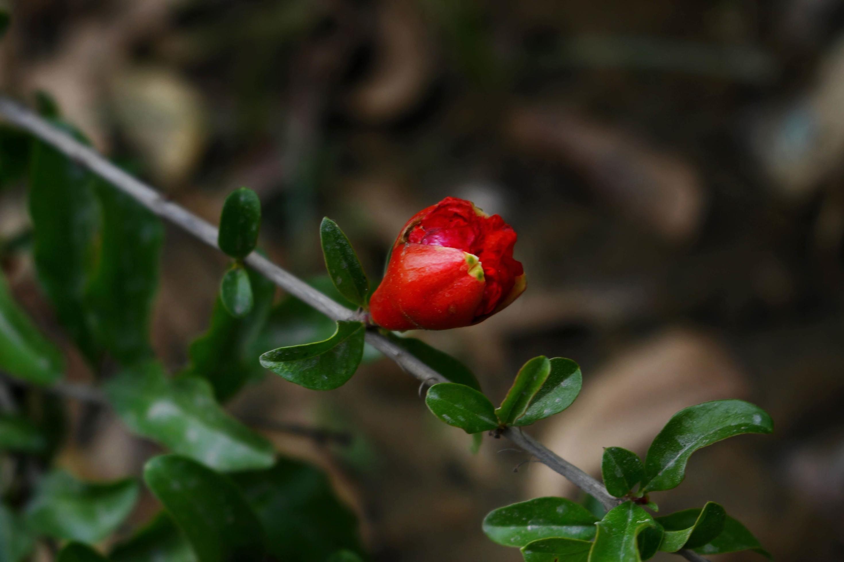 Flowering Plants in Outdoor Garden in Karachi Pakistan 2022 Stock Free