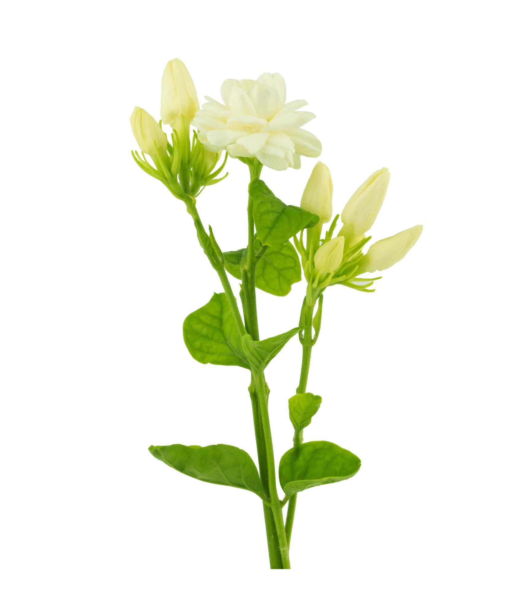 jasmine flower with green leaves Stock Free