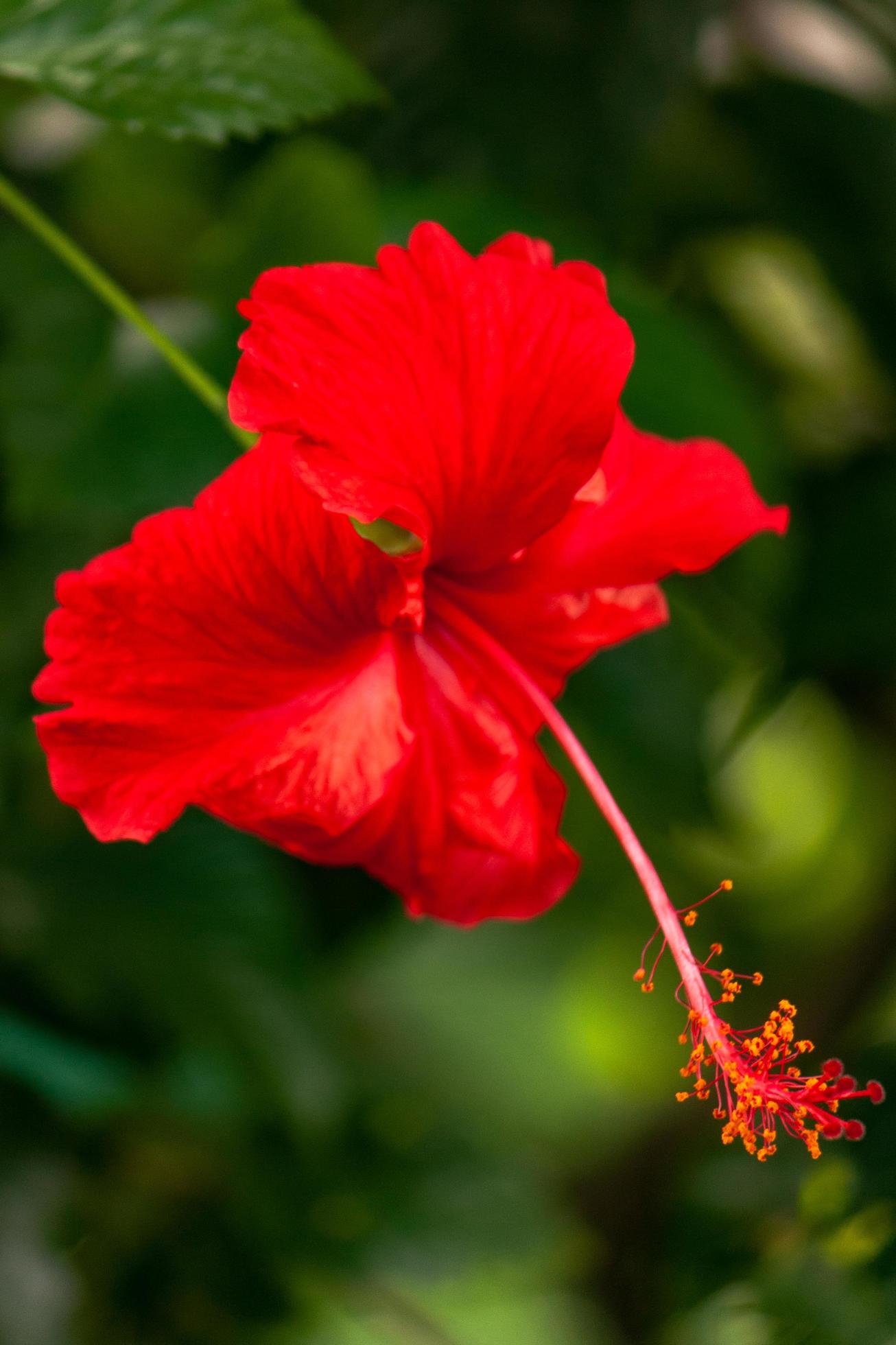 hibiscus flower in the garden Stock Free