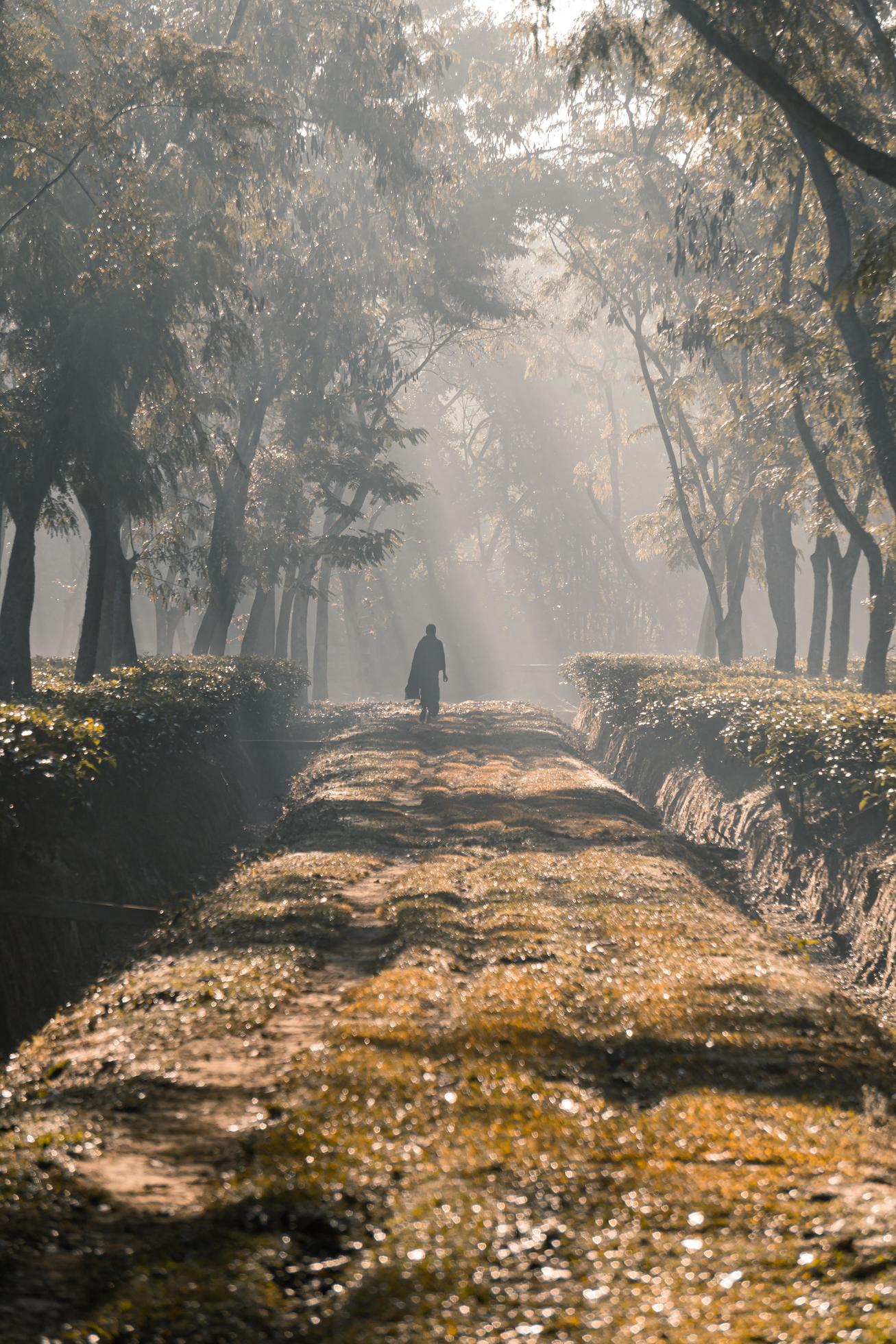 On a foggy morning, a person walking along a tree garden road Stock Free