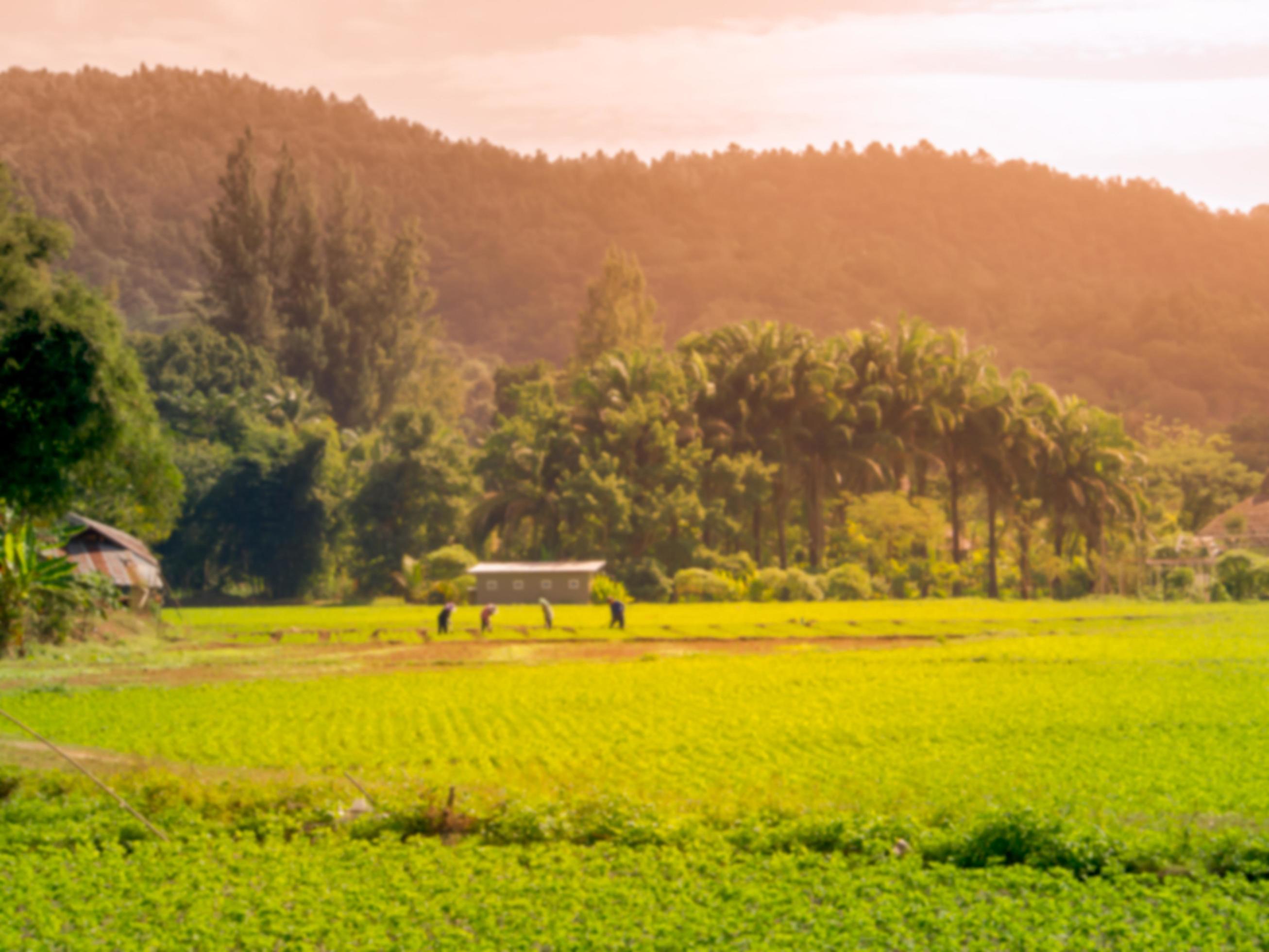 
									Blurred image landscape Vegetable garden with sunlight, Abstract background, Farmers helping to grow crops. Stock Free