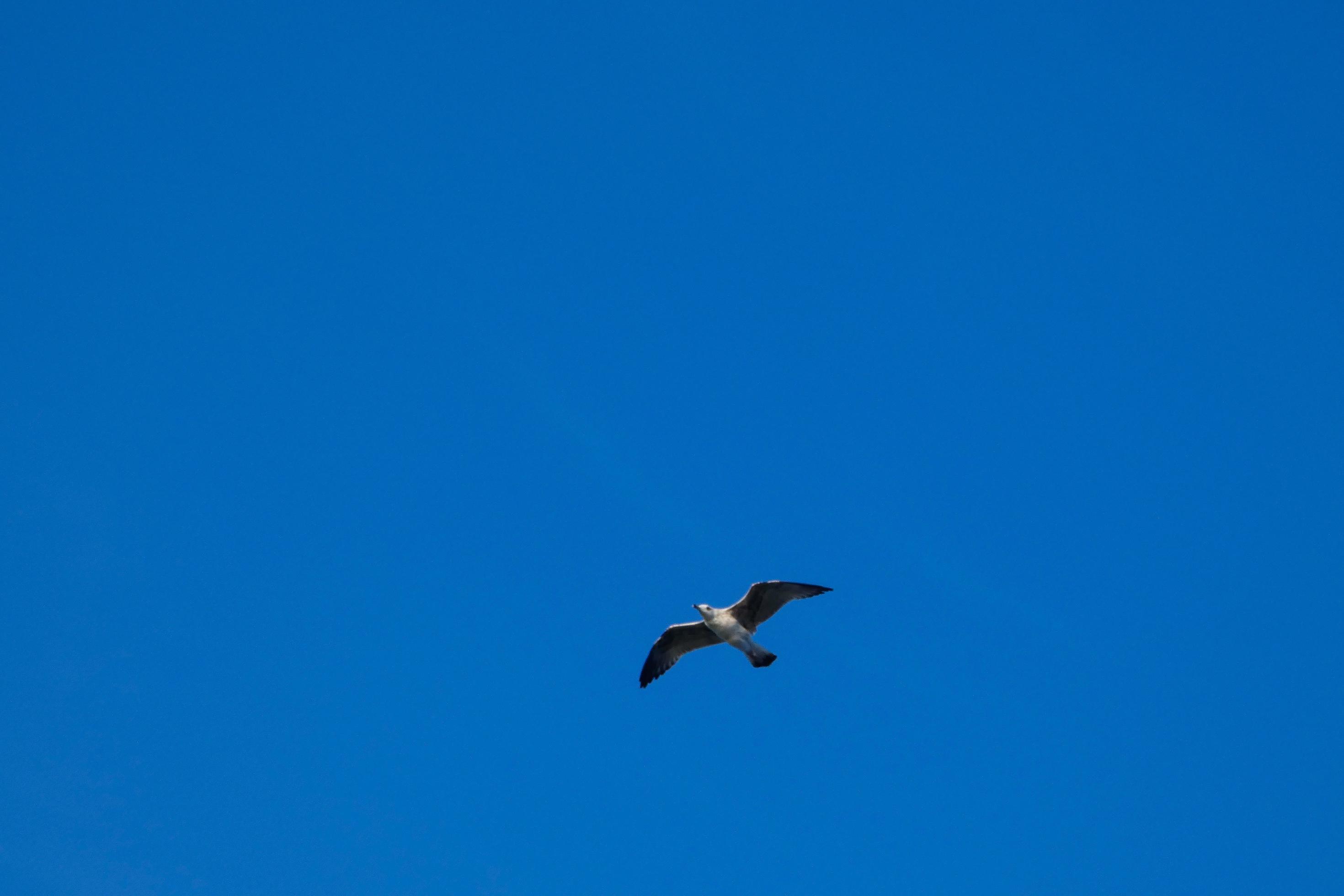 Wild seagulls in nature along the cliffs of the Catalan Costa Brava, Mediterranean, Spain. Stock Free