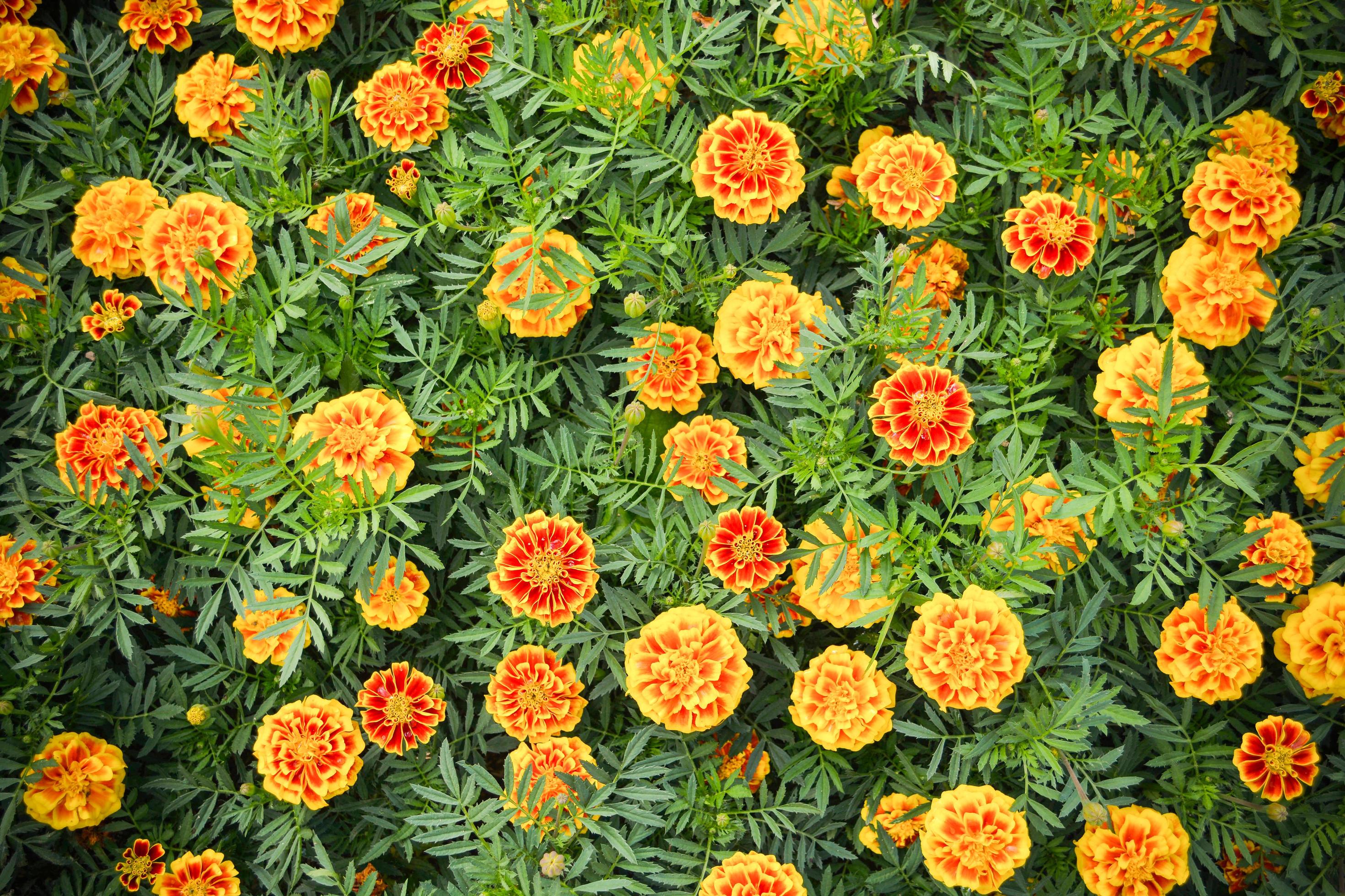 Marigold yellow flower plant spring summer garden on background top view Stock Free