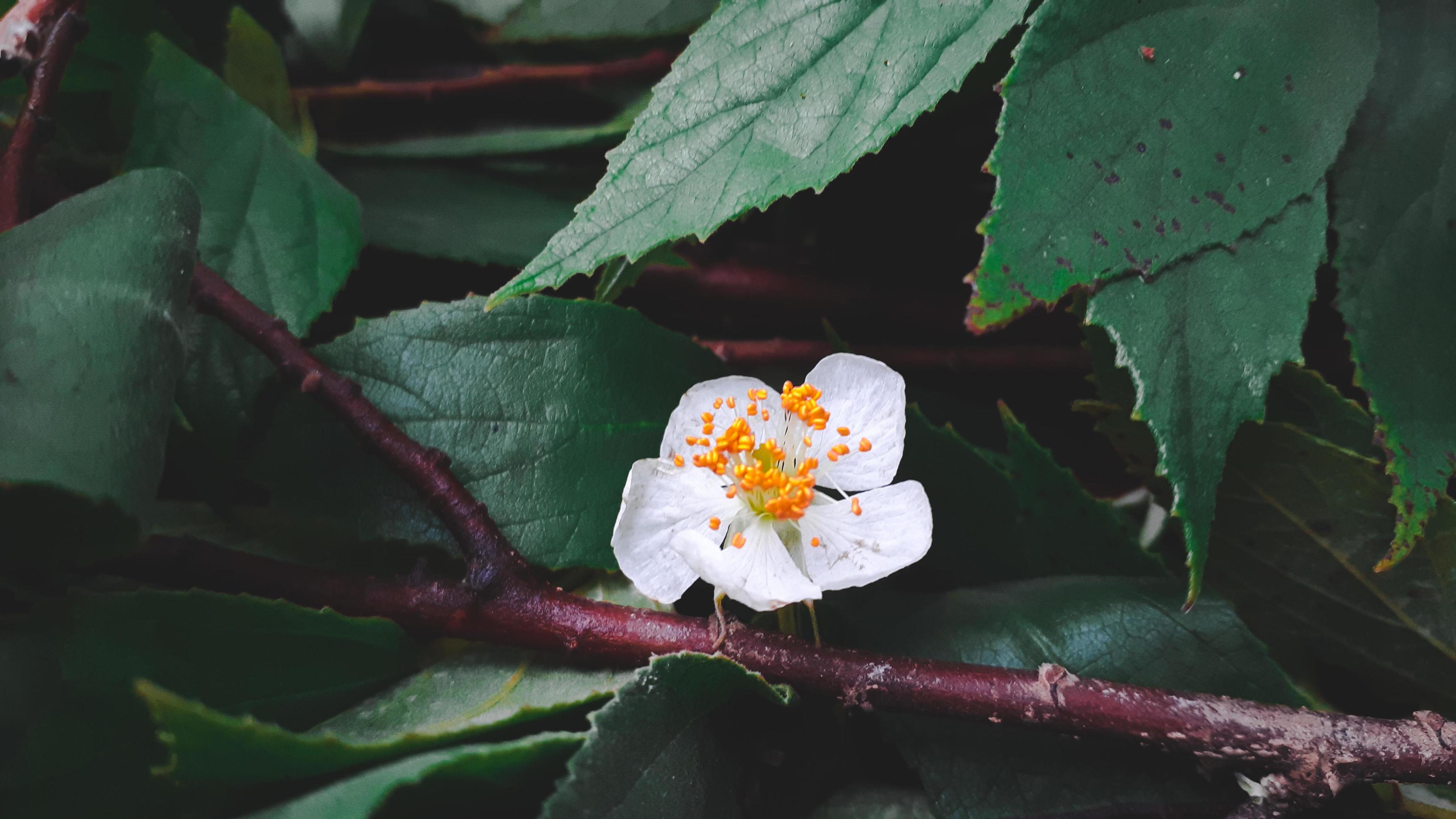 White beautiful flower of kersen tree, or muntingia calabura flower. Stock Free