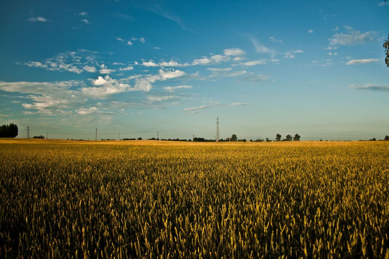 Blue Sky Field of Grain Stock Free