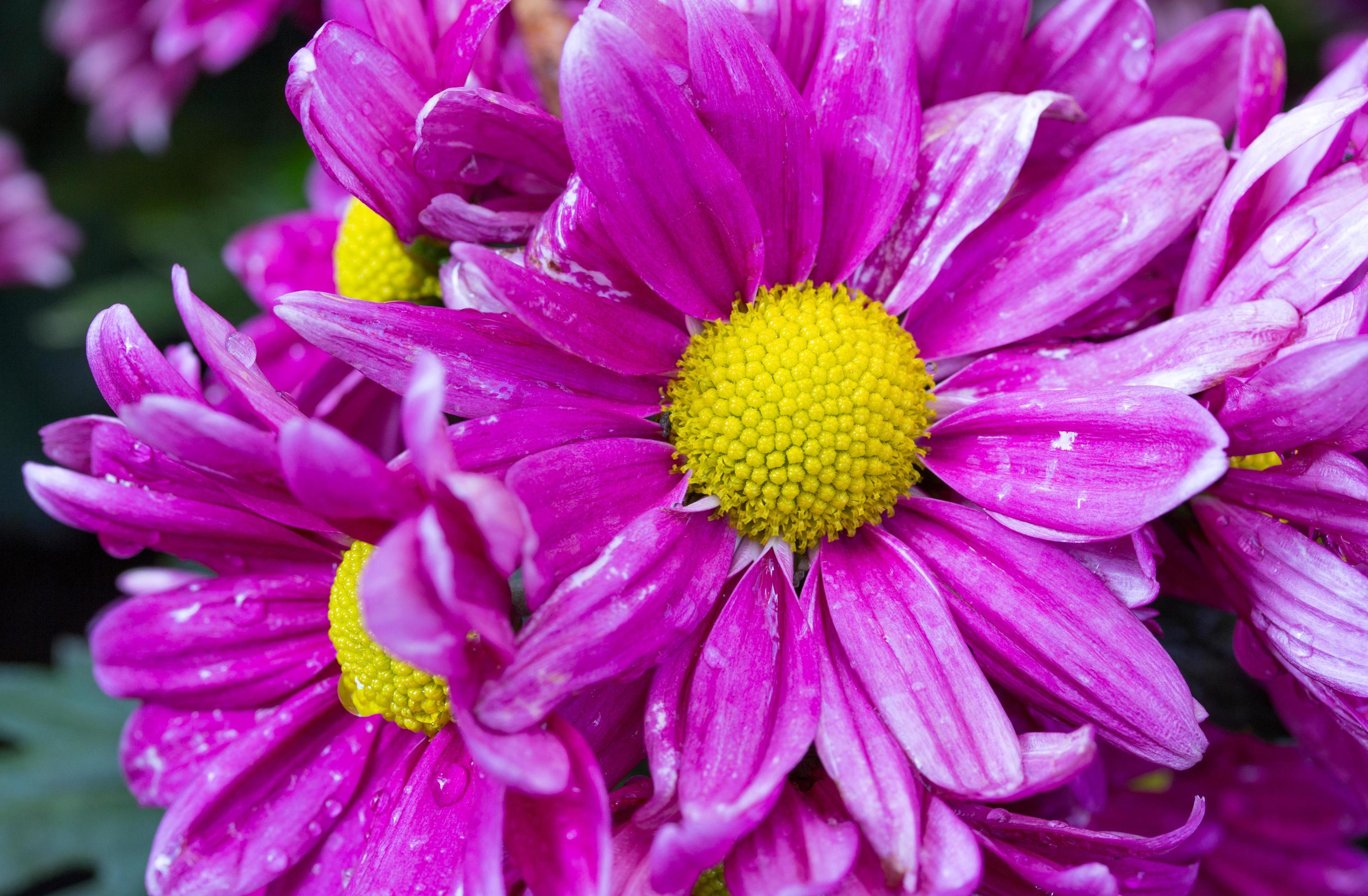 purple chrysanthemums daisy flower Stock Free