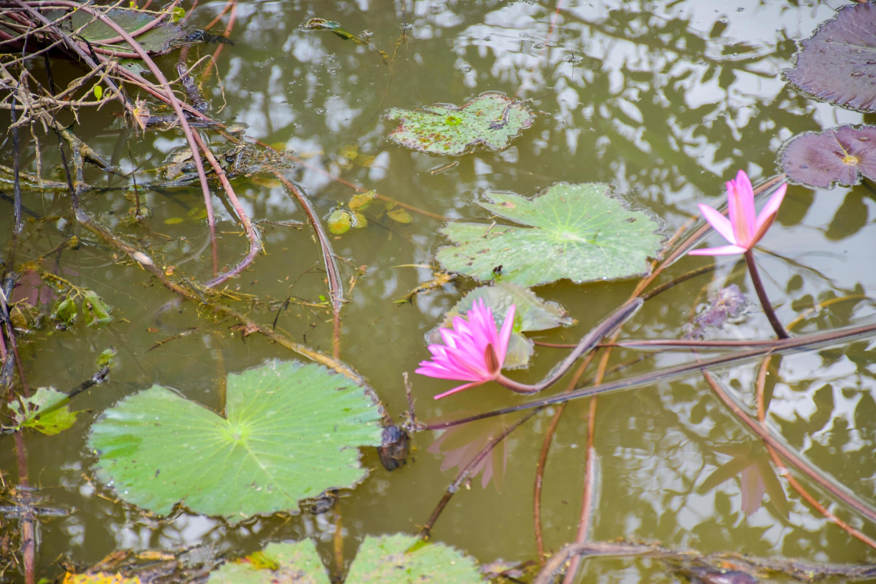 pink lotus flower in water and corner beauty leaves nature Stock Free