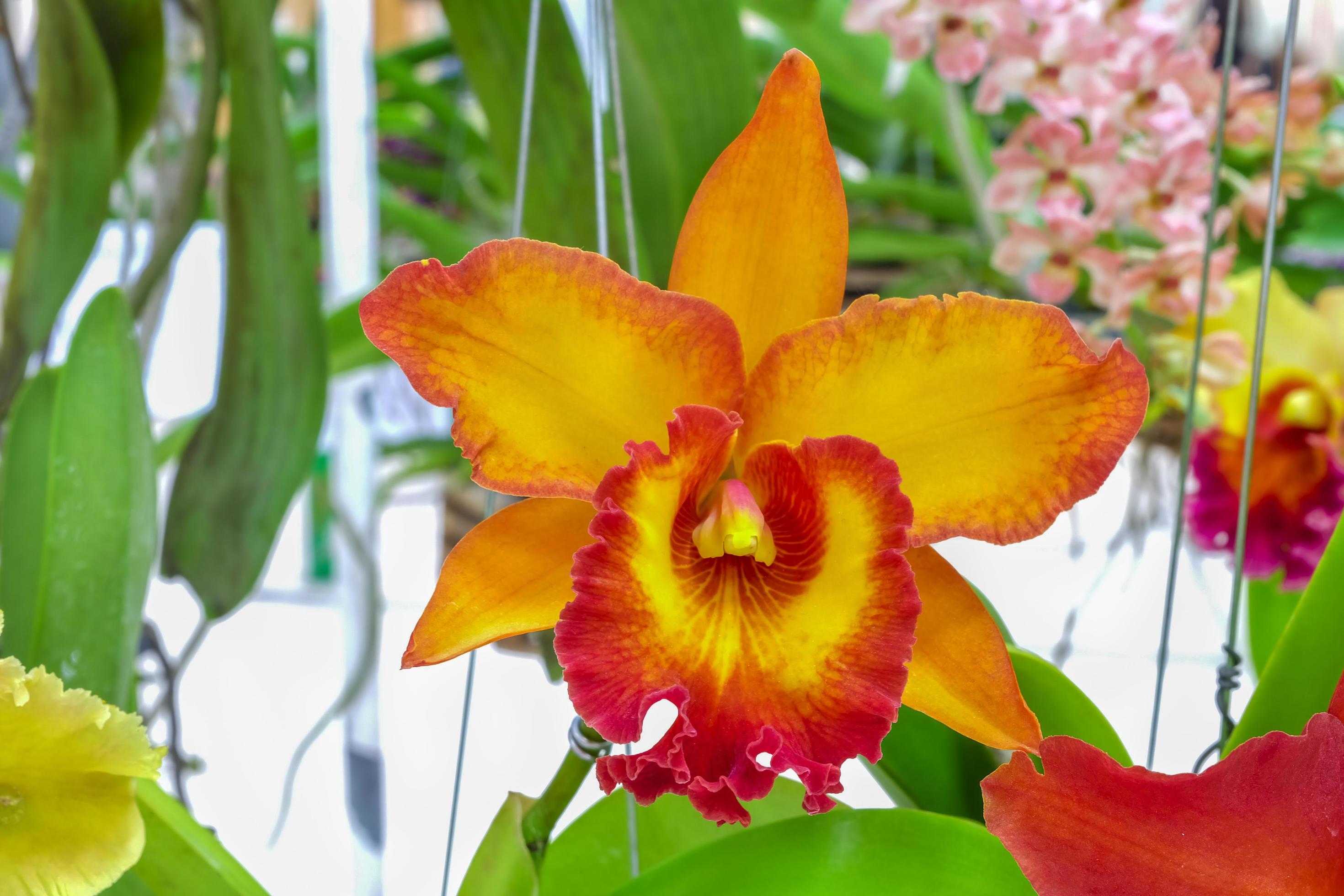 beautiful cattleya orchids flower in orange color Stock Free