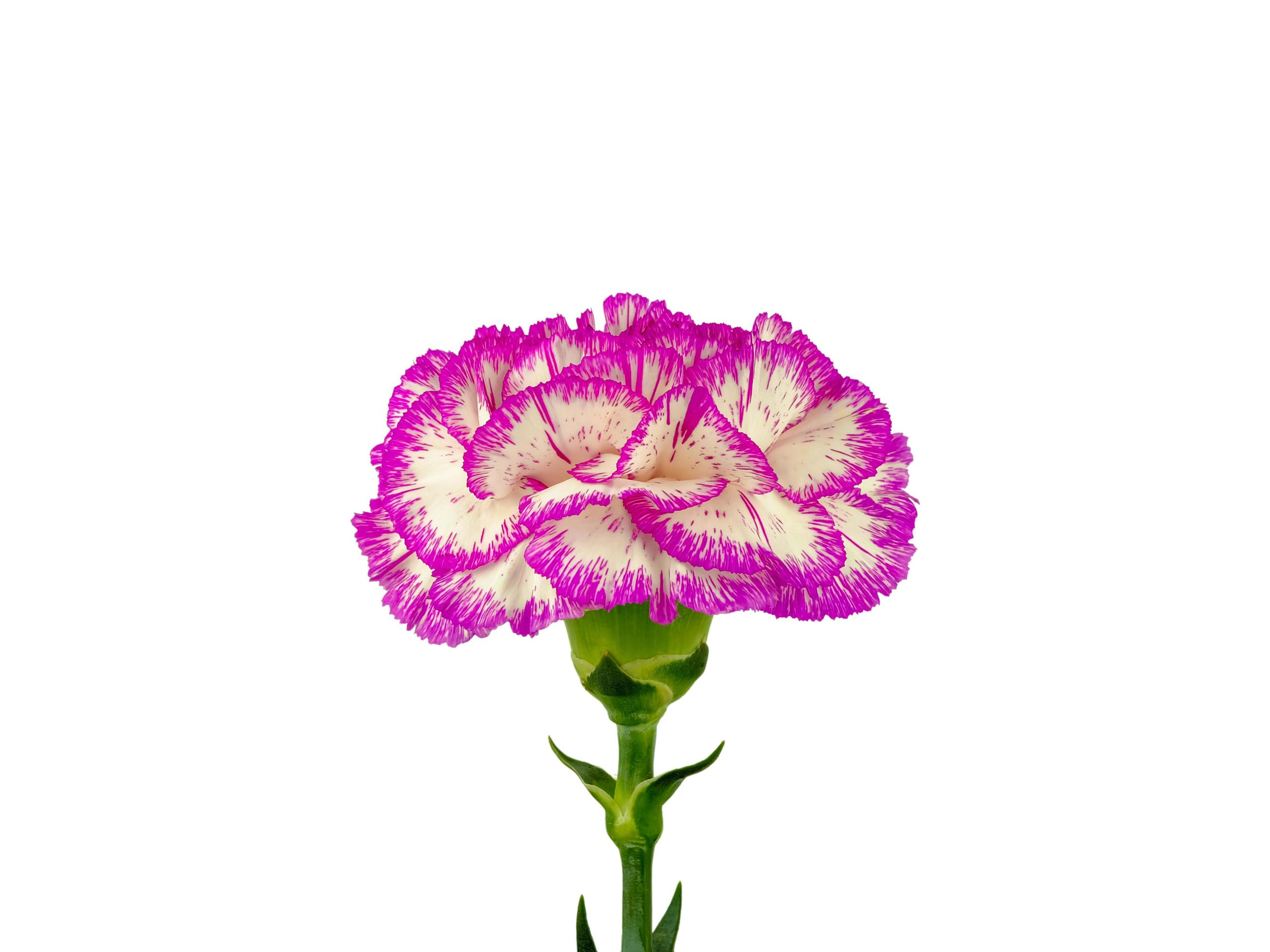 pink carnation flower head with leaf Stock Free