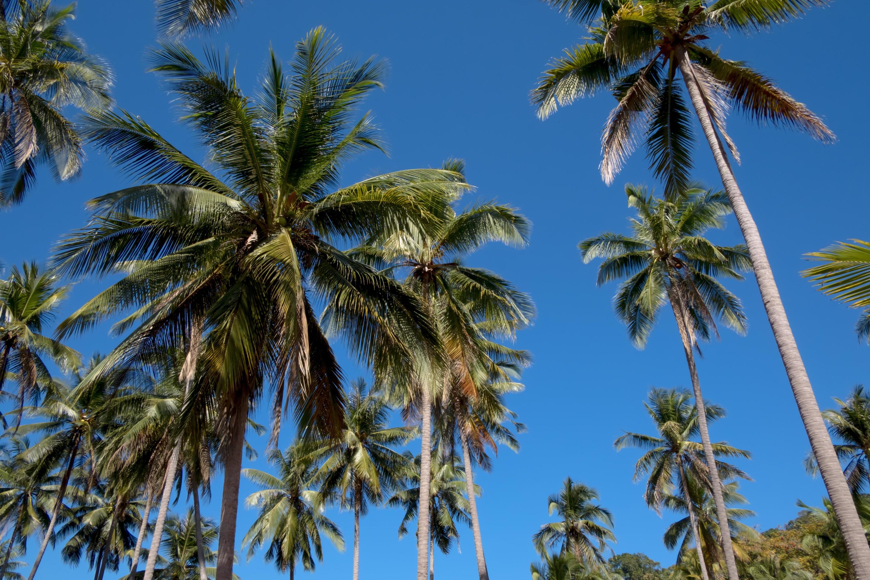 Palm trees and blue sky. Stock Free