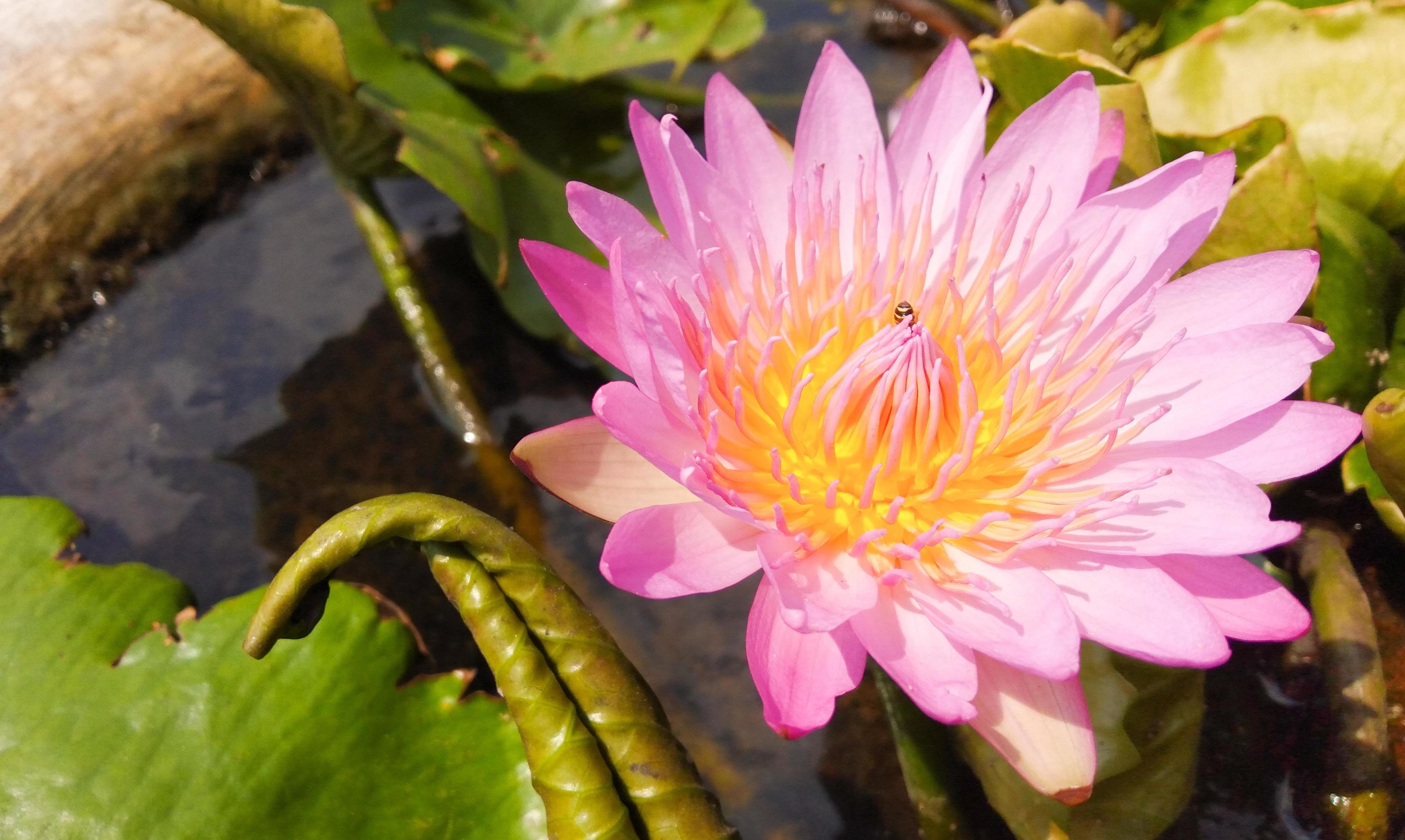 Pink lotus flower blooming outdoors on a sunny day Stock Free