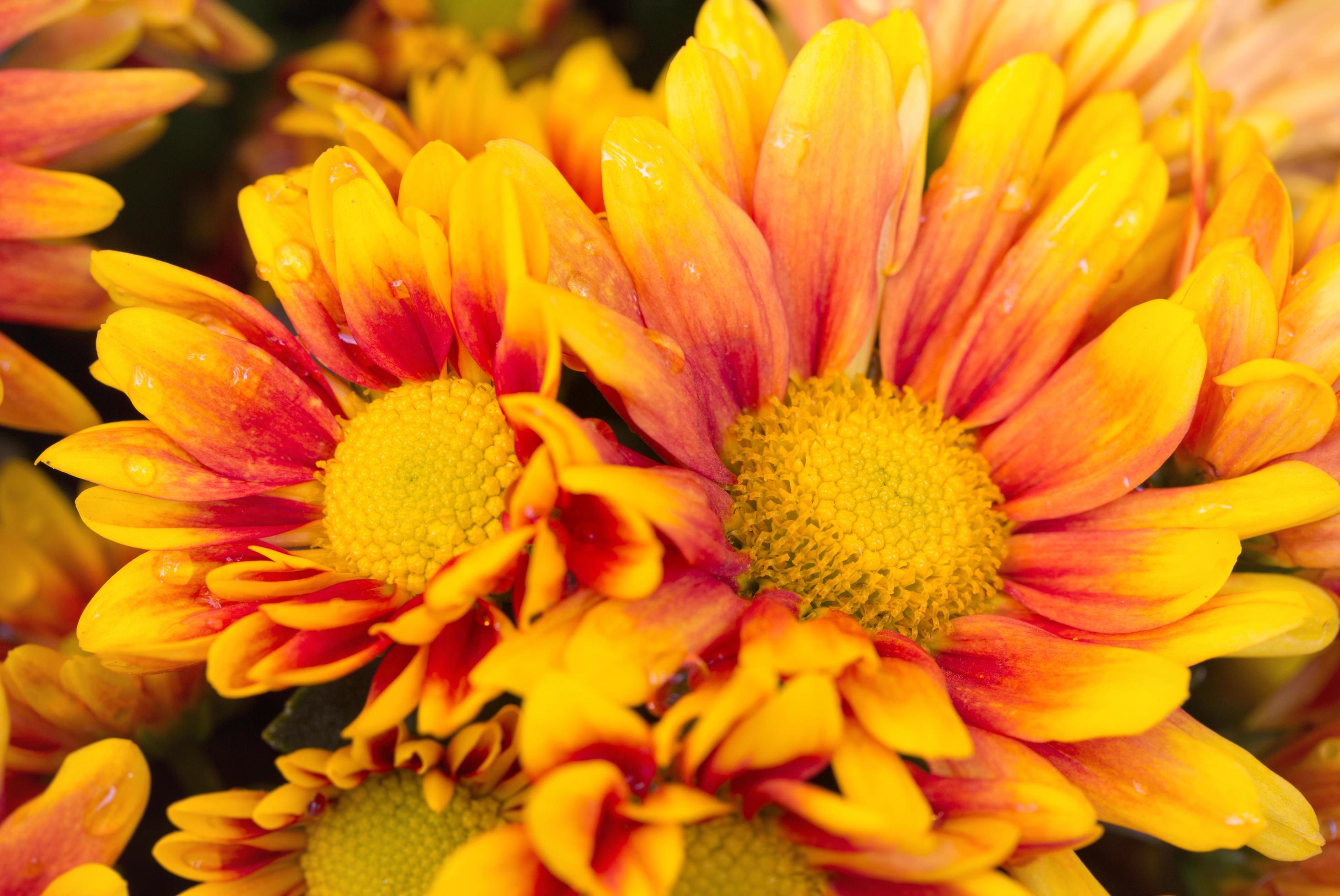 orange chrysanthemums flower in the garden Stock Free