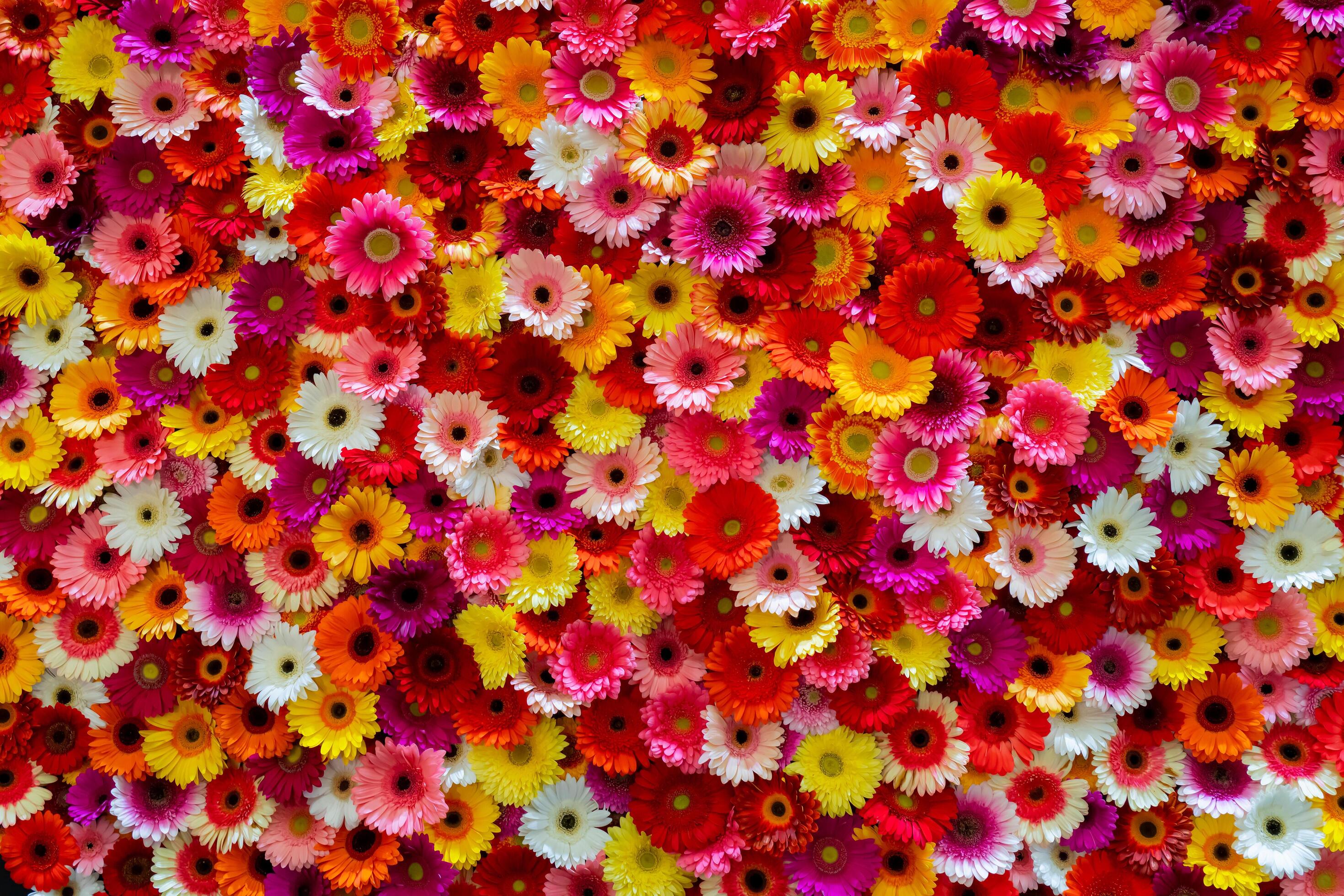 Red, pink, yellow and white asters. Floral background. Stock Free