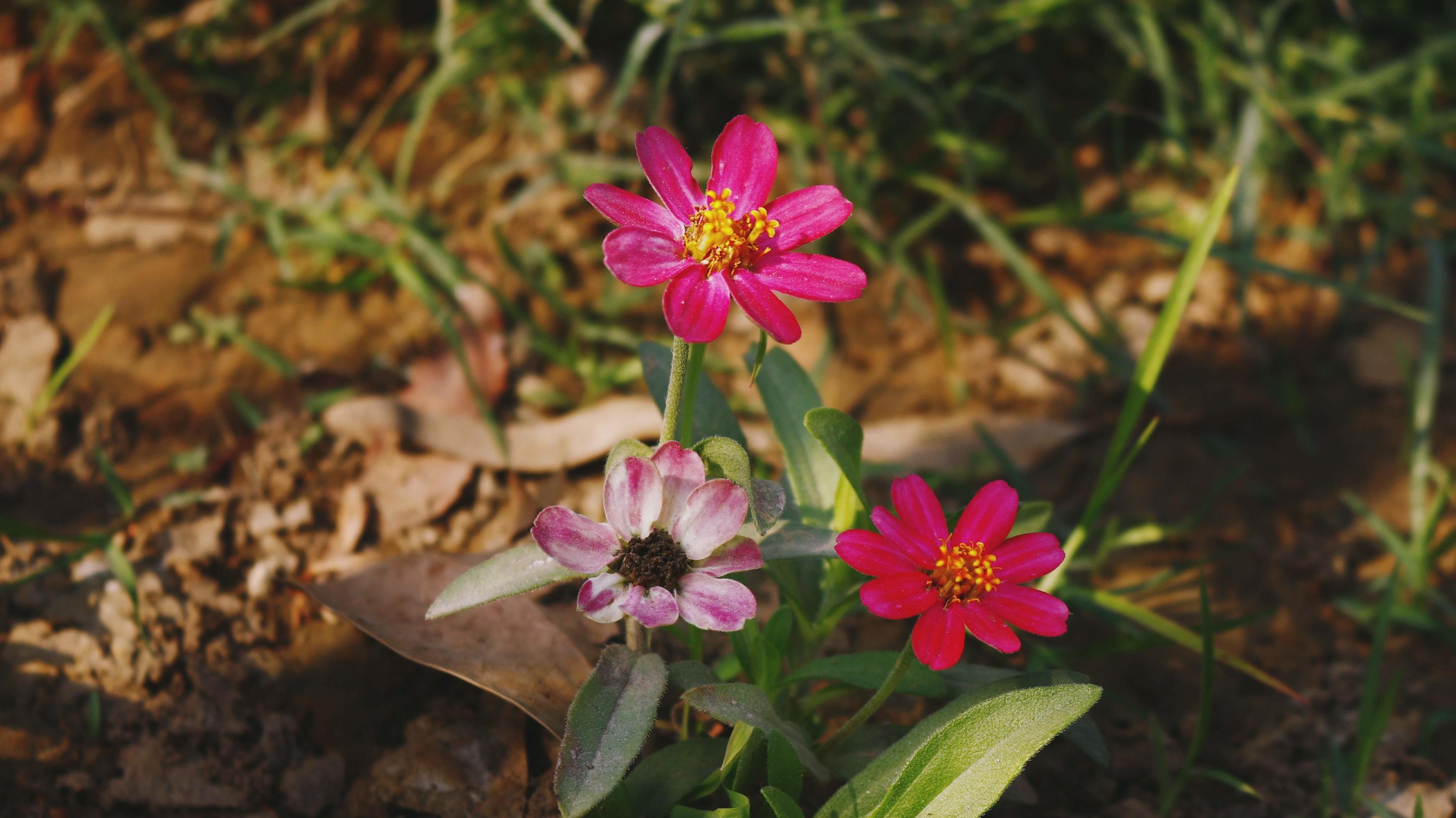 Bright Colorful Flowers In Outdoor Garden in Karachi Pakistan 2022 Stock Free