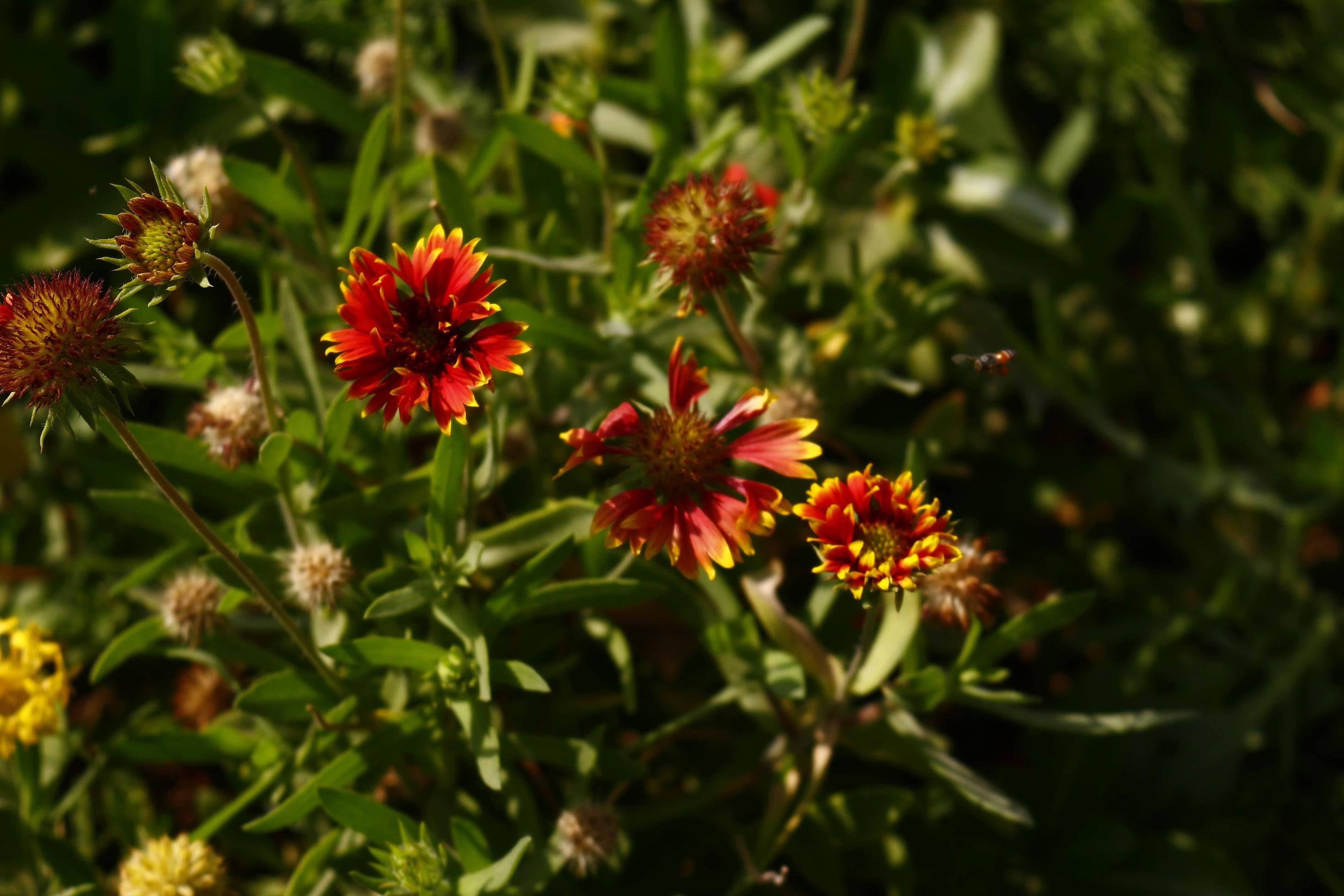 Bright Colorful Flowers In Outdoor Garden in Karachi Pakistan 2022 Stock Free