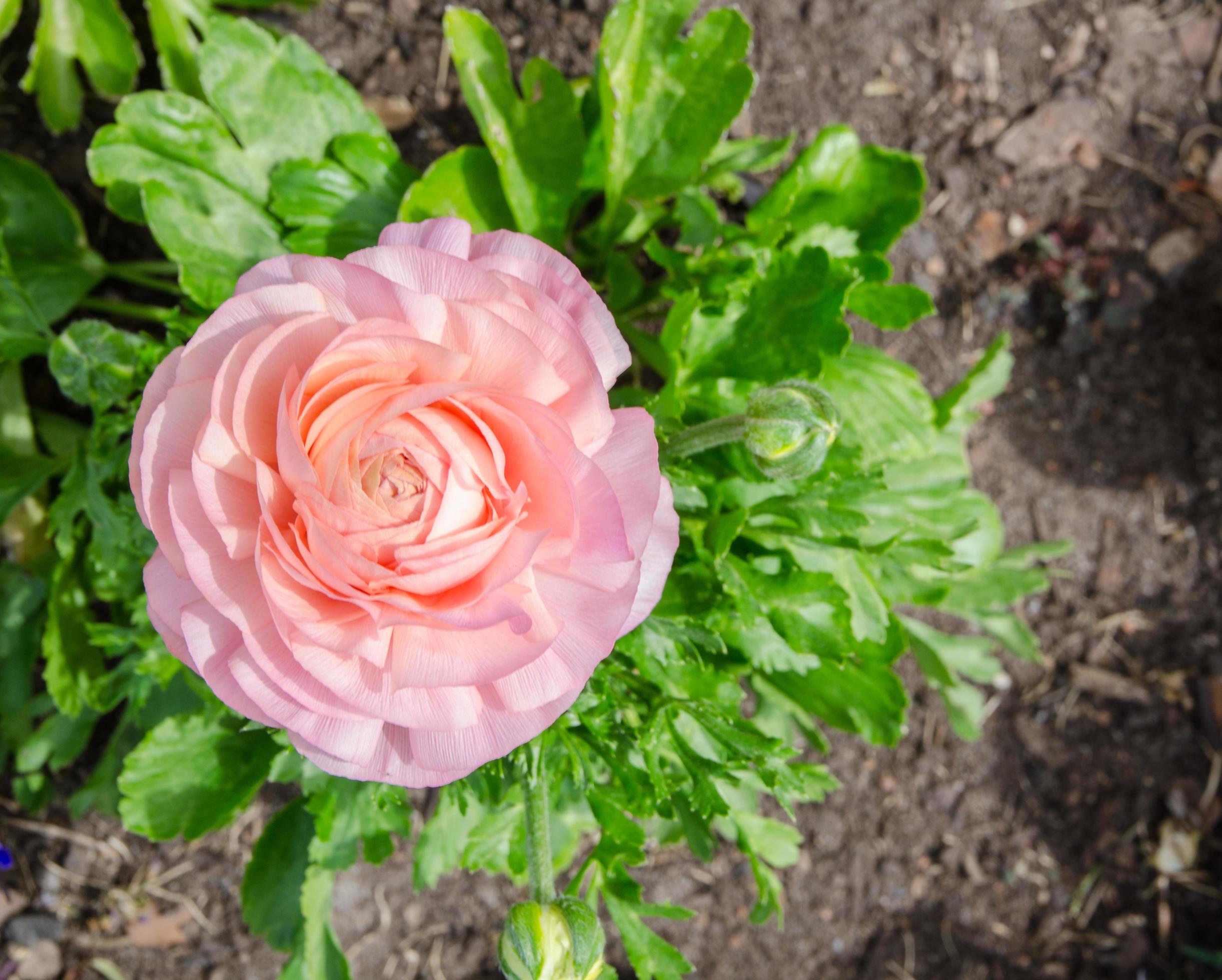 Lovely pink beautiful rose flower with green leaves in the garden. Stock Free