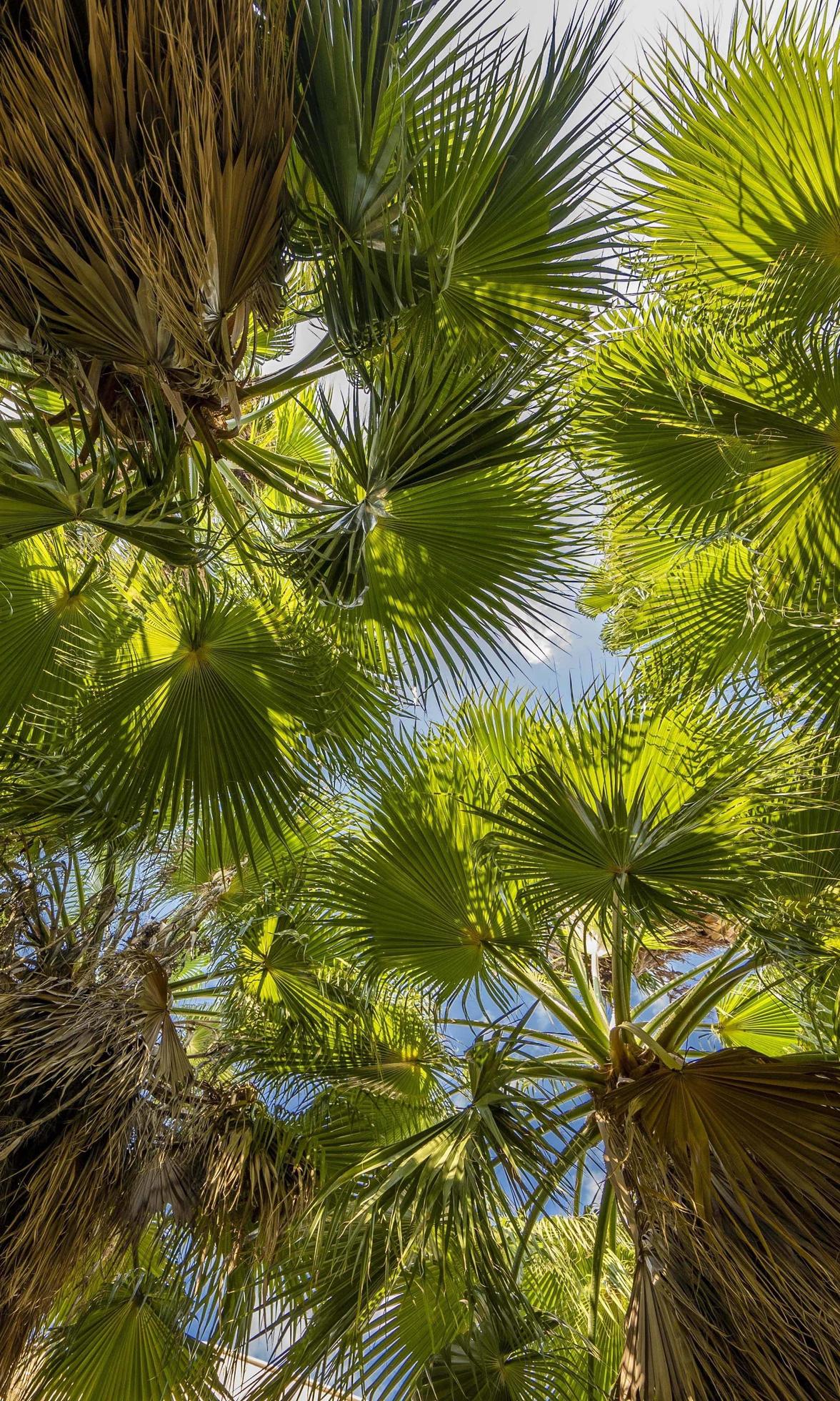 bottom view of palm trees and blue sky Stock Free