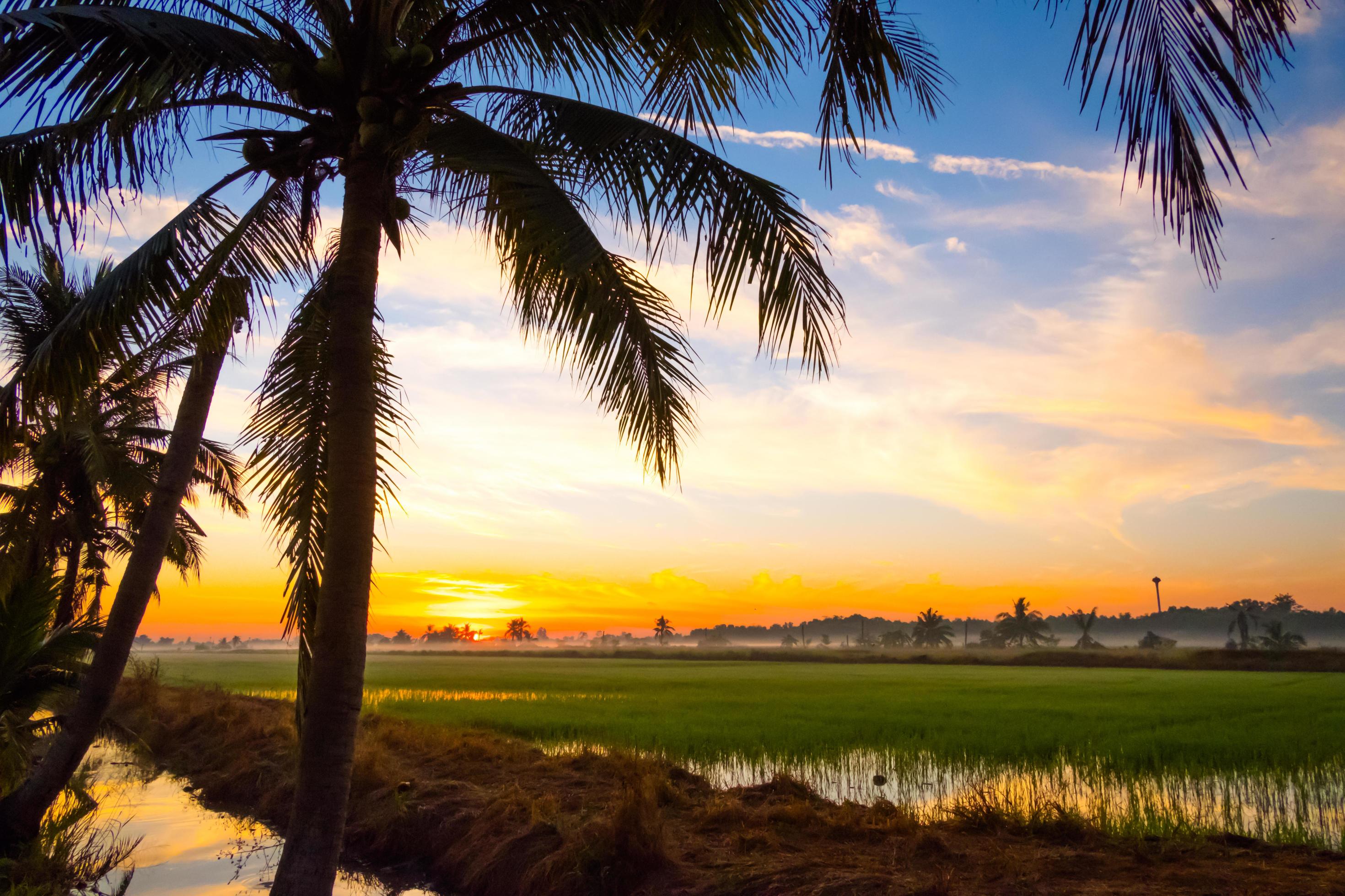 Silhouette of coconut palm trees refreshed in the morning.Green fields alternate with blue skies and sunlight Stock Free