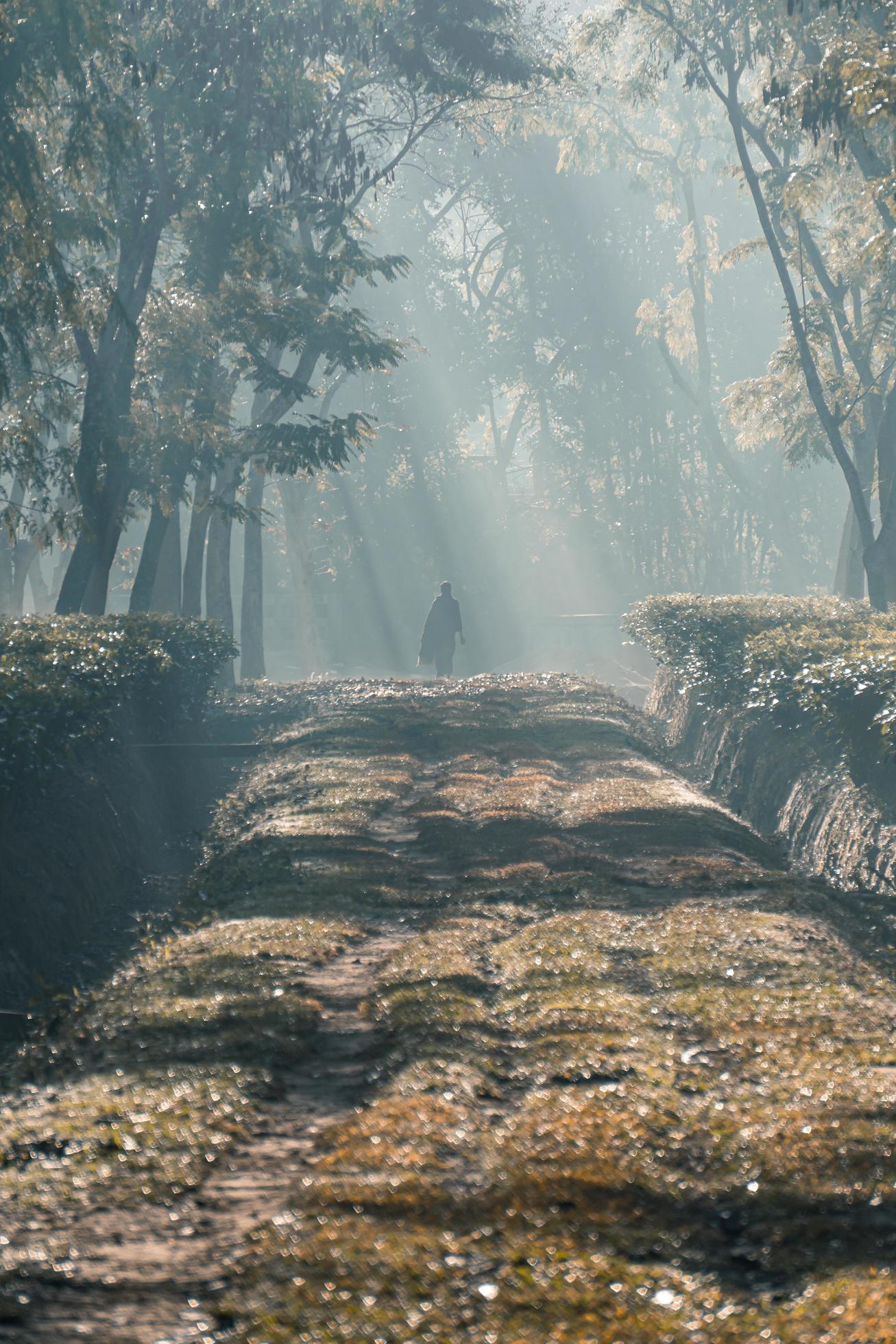 On a foggy morning, a person walking along a tree garden road Stock Free