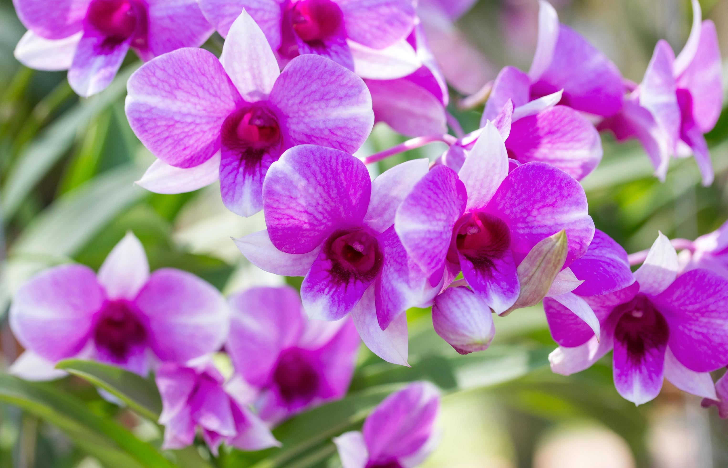 Purple phalaenopsis orchid flower Stock Free