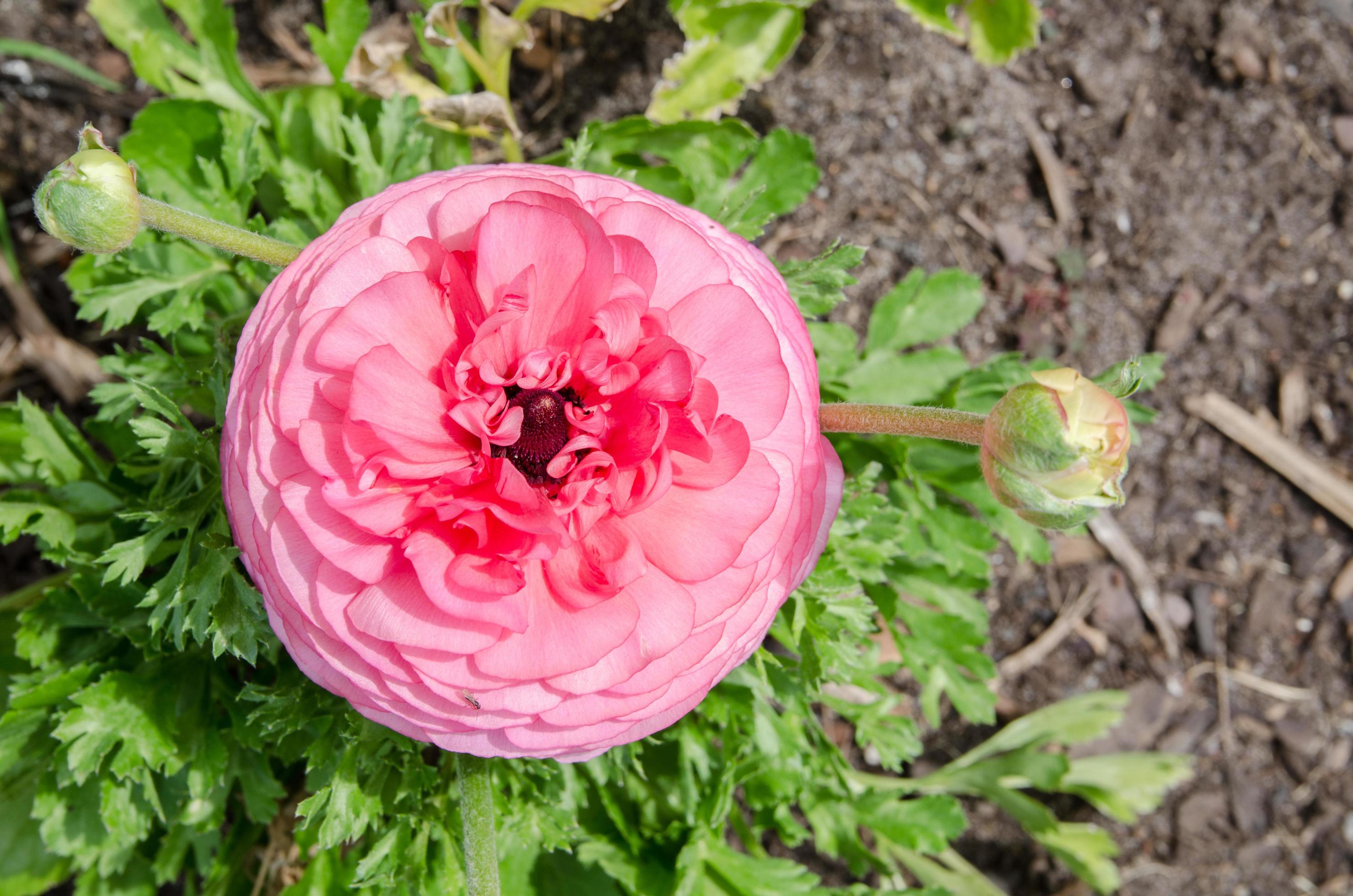 Lovely pink beautiful rose flower with green leaves in the garden. Stock Free