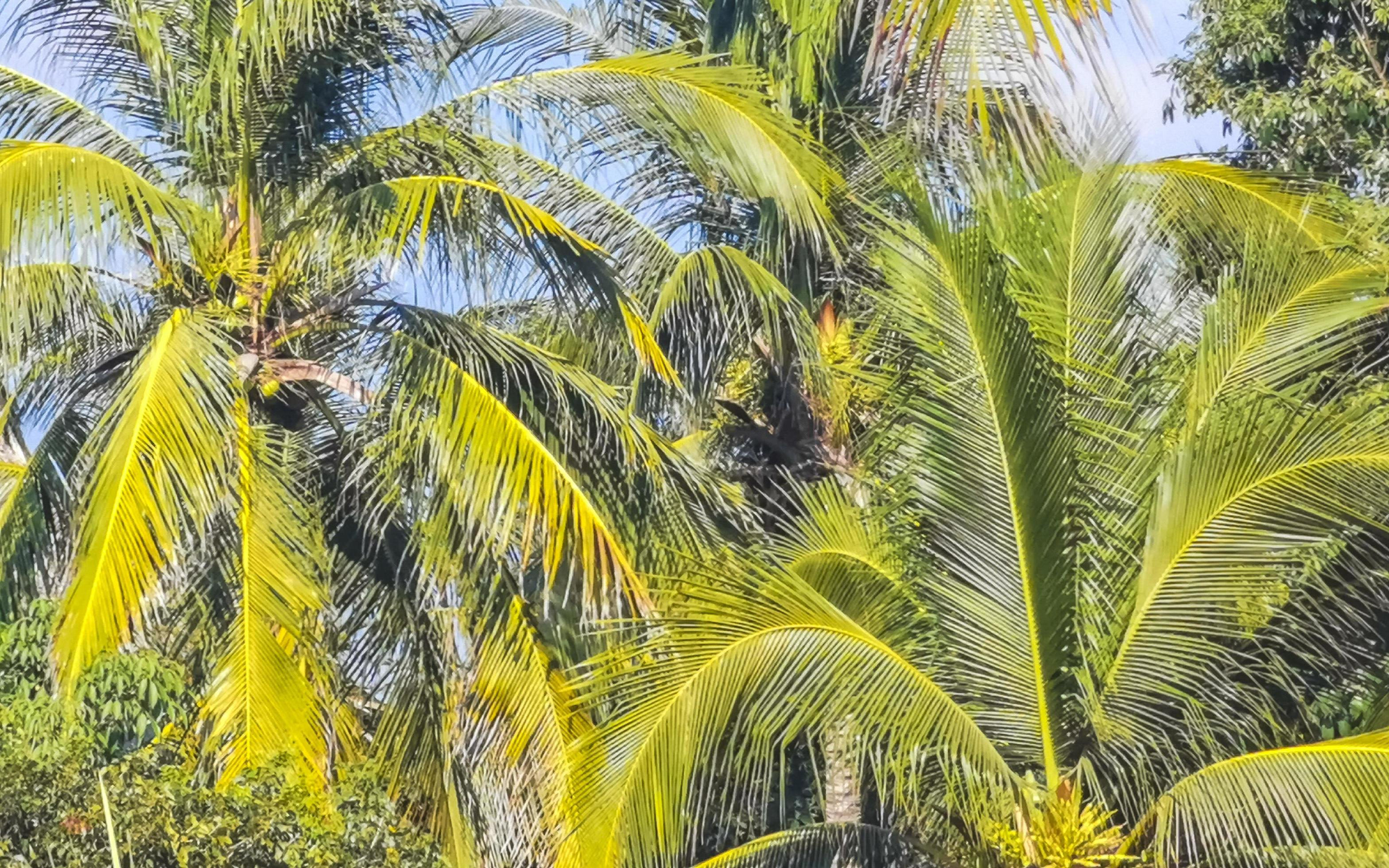 Tropical natural palm tree coconuts blue sky in Mexico. Stock Free