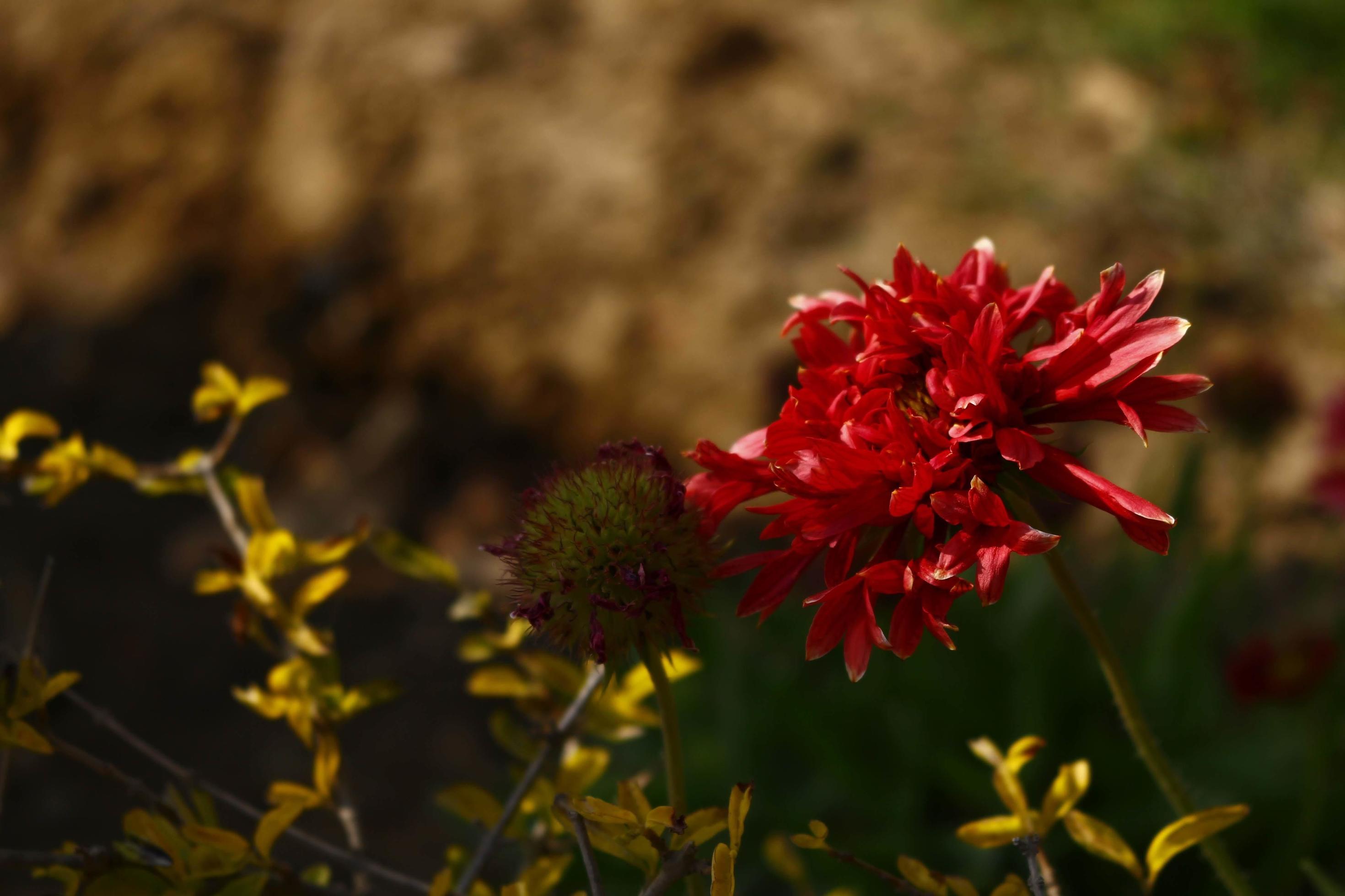 Bright Colorful Flowers In Outdoor Garden in Karachi Pakistan 2022 Stock Free