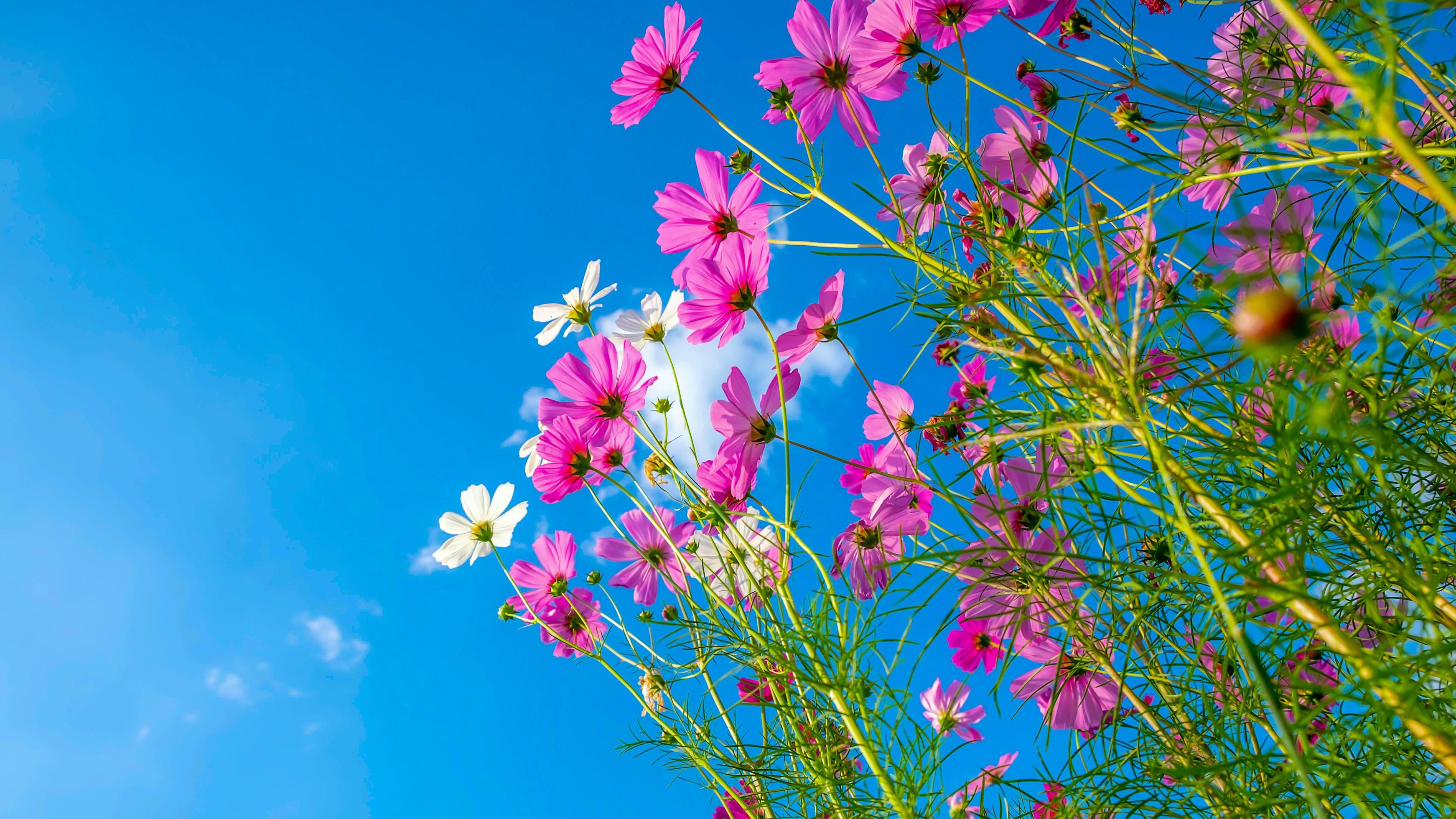 Cosmos flower background and blue sky Stock Free