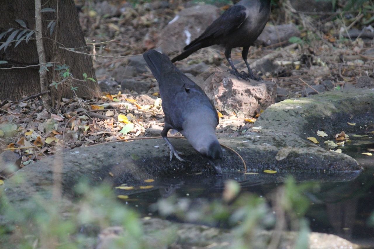 
									Crow Drinking Water Stock Free