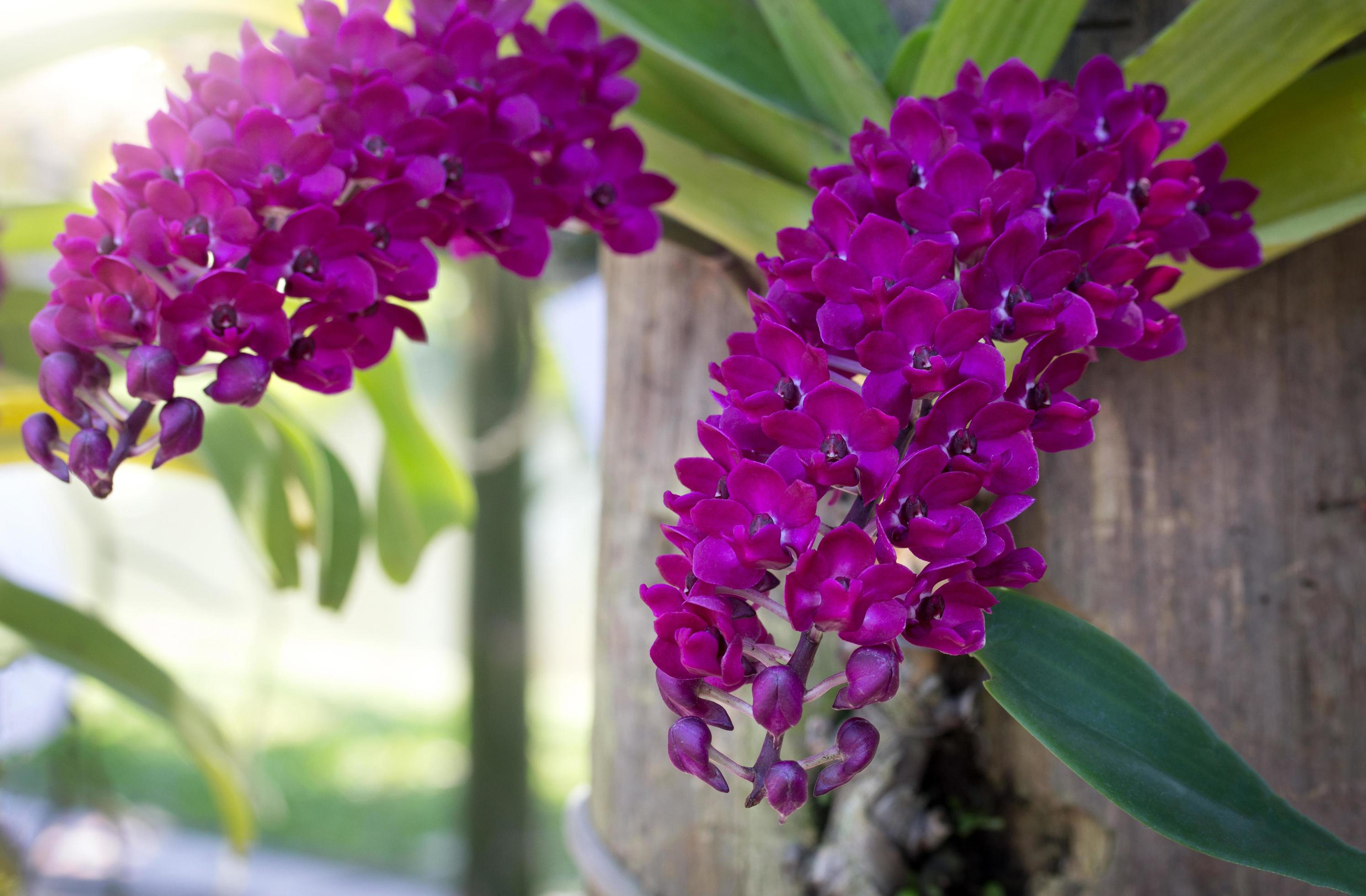 Purple rhynchostylis gigantea orchid flower Stock Free