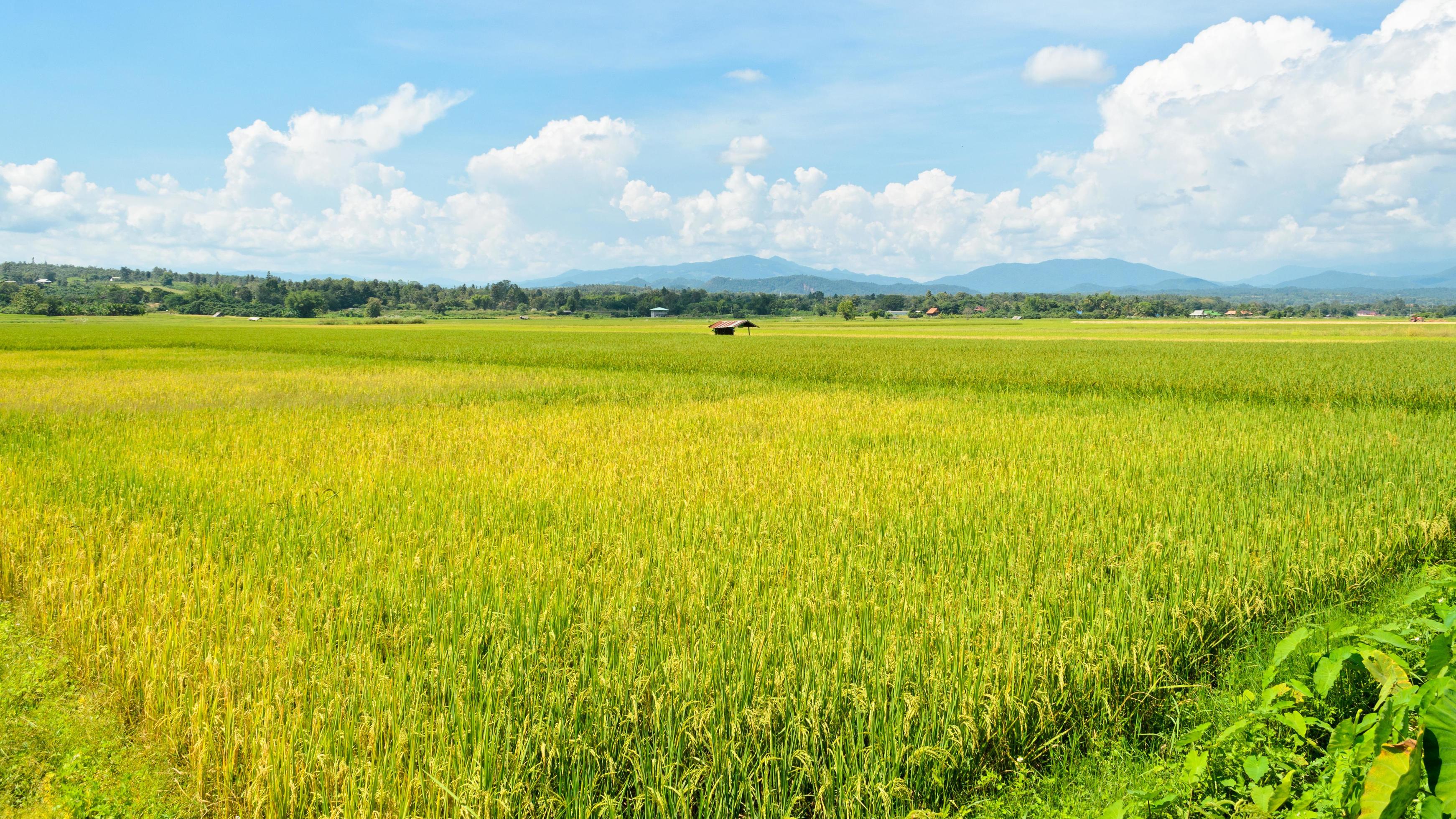 
									Landscape rice field Stock Free