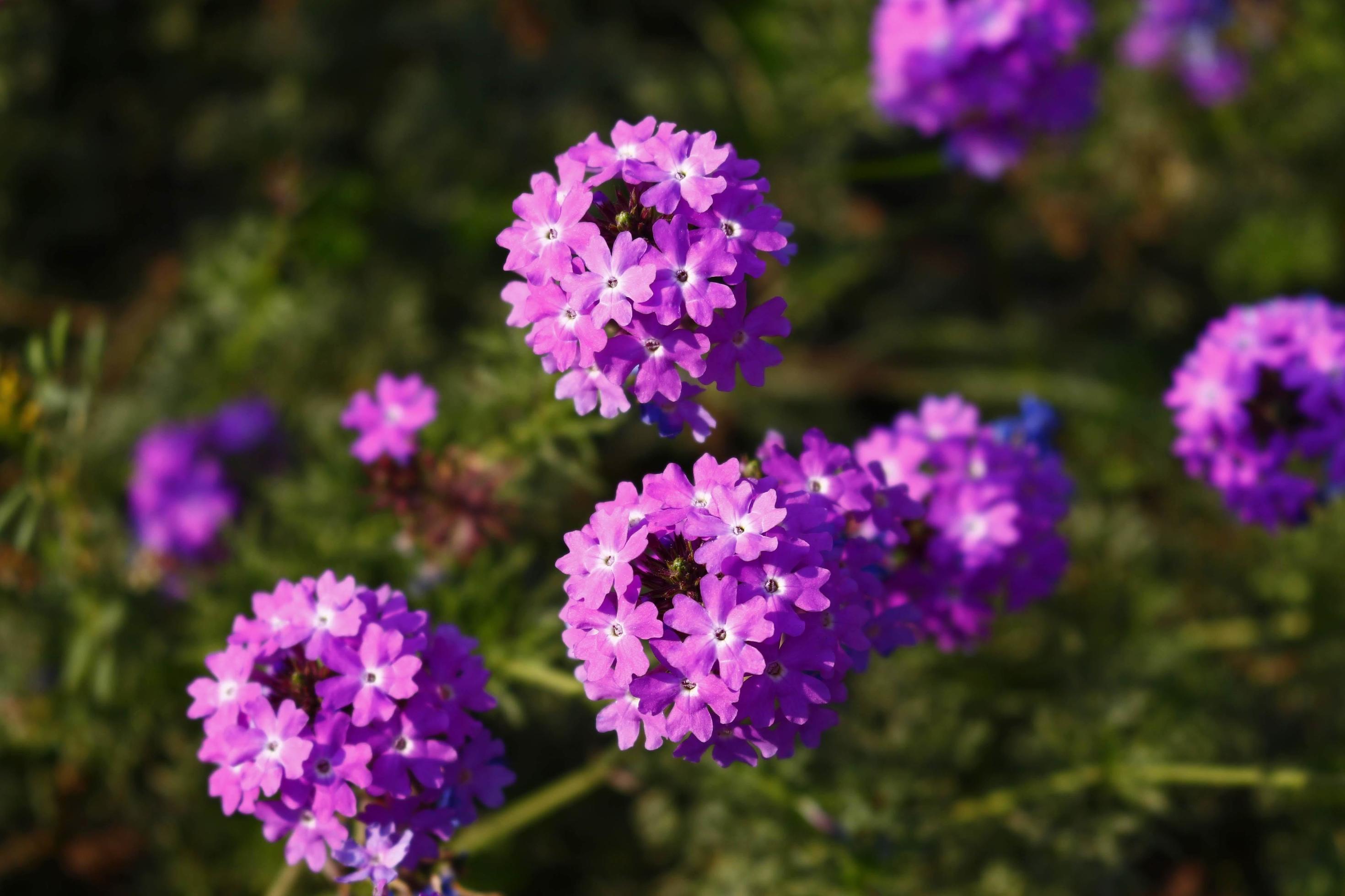 Bright Colorful Flowers In Outdoor Garden in Karachi Pakistan 2022 Stock Free