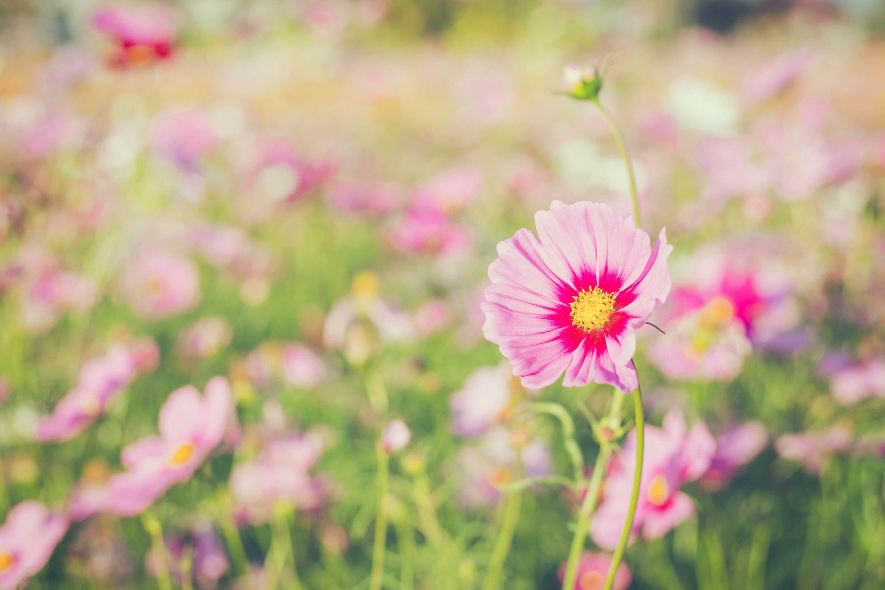 Field cosmos flower and sky sunlight with Vintage filter. Stock Free