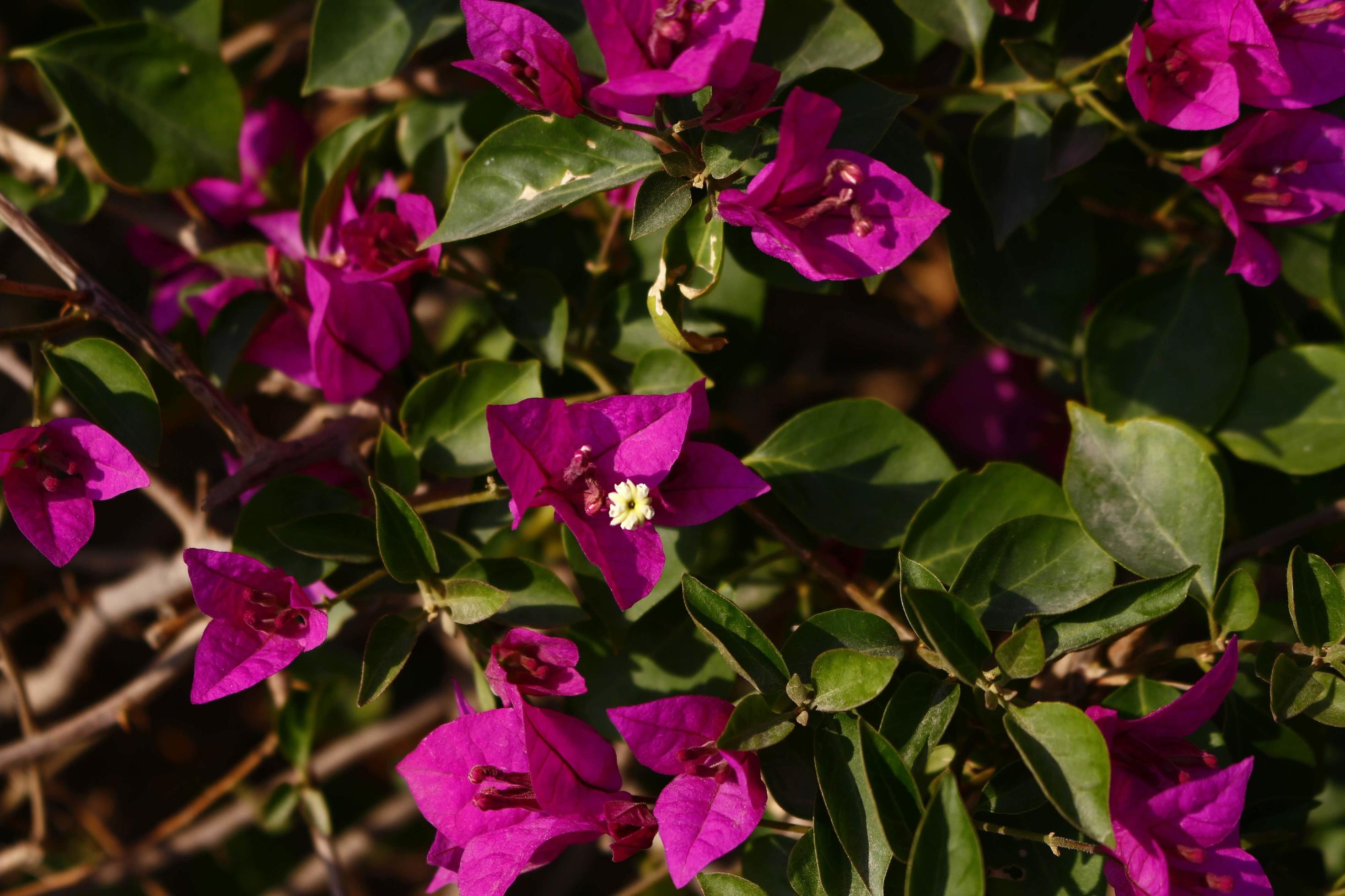 Bright Colored Flowering Plants in Outdoor Garden In Karachi Pakistan 2022 Stock Free