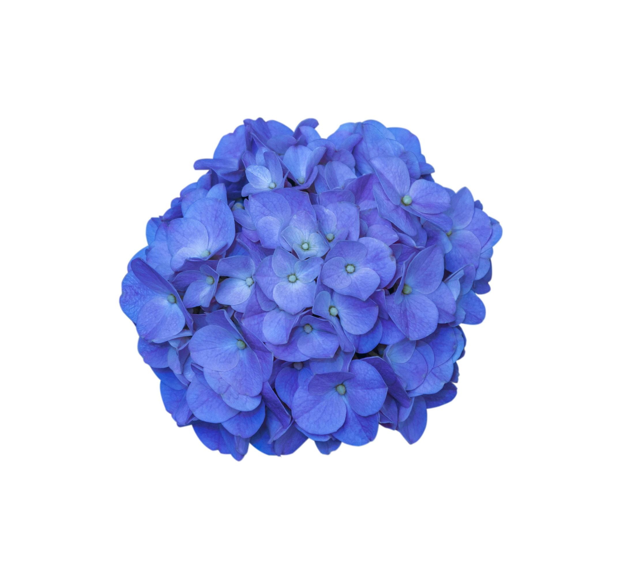 beautiful blooming hydrangea flower isolated Stock Free