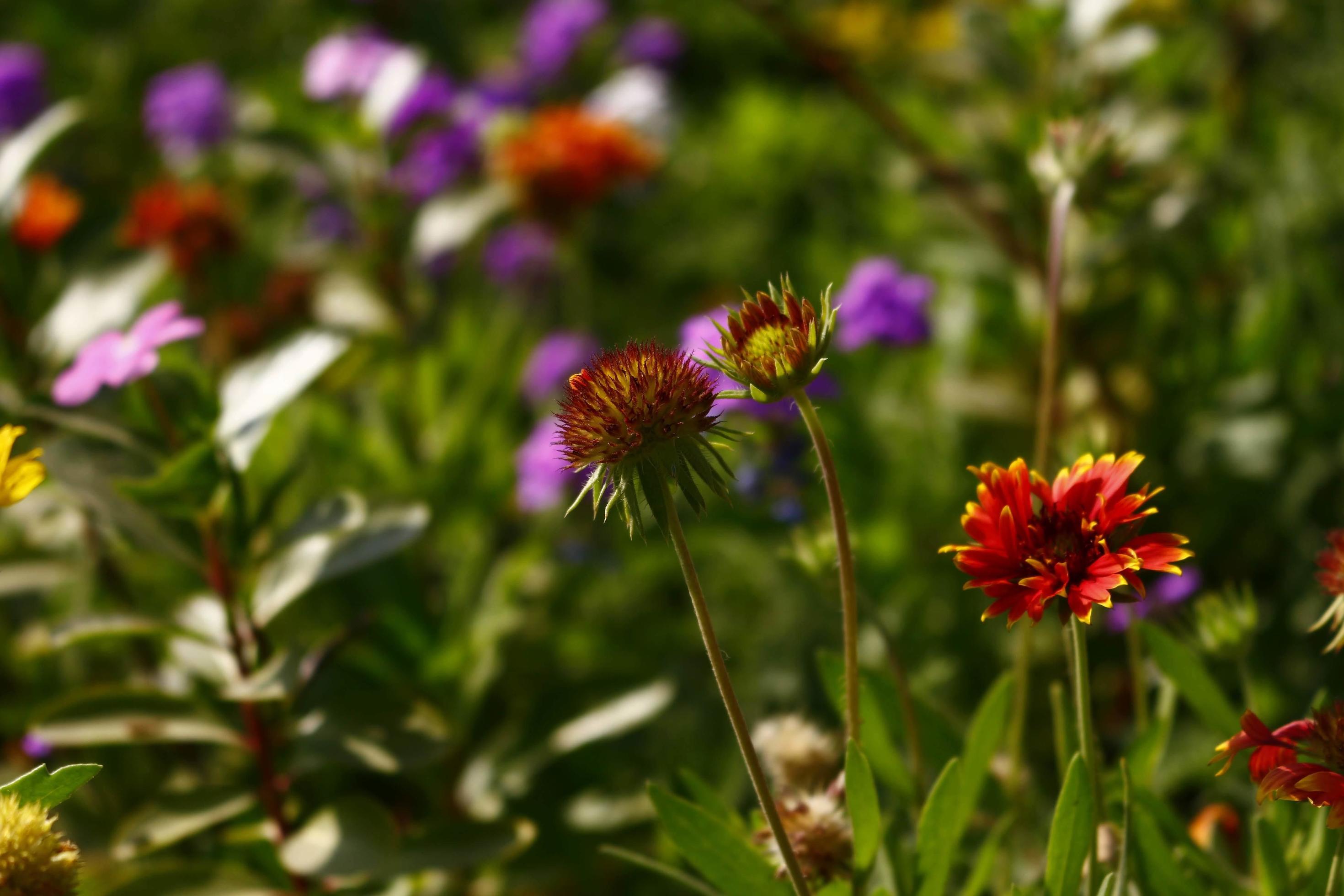 Bright Colorful Flowers In Outdoor Garden in Karachi Pakistan 2022 Stock Free