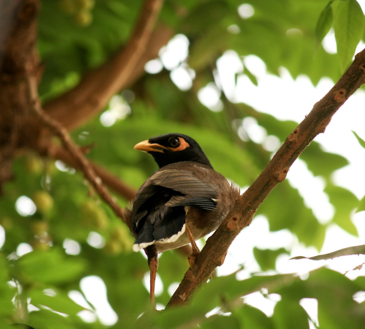 Myna Bird Beautiful Stock Free