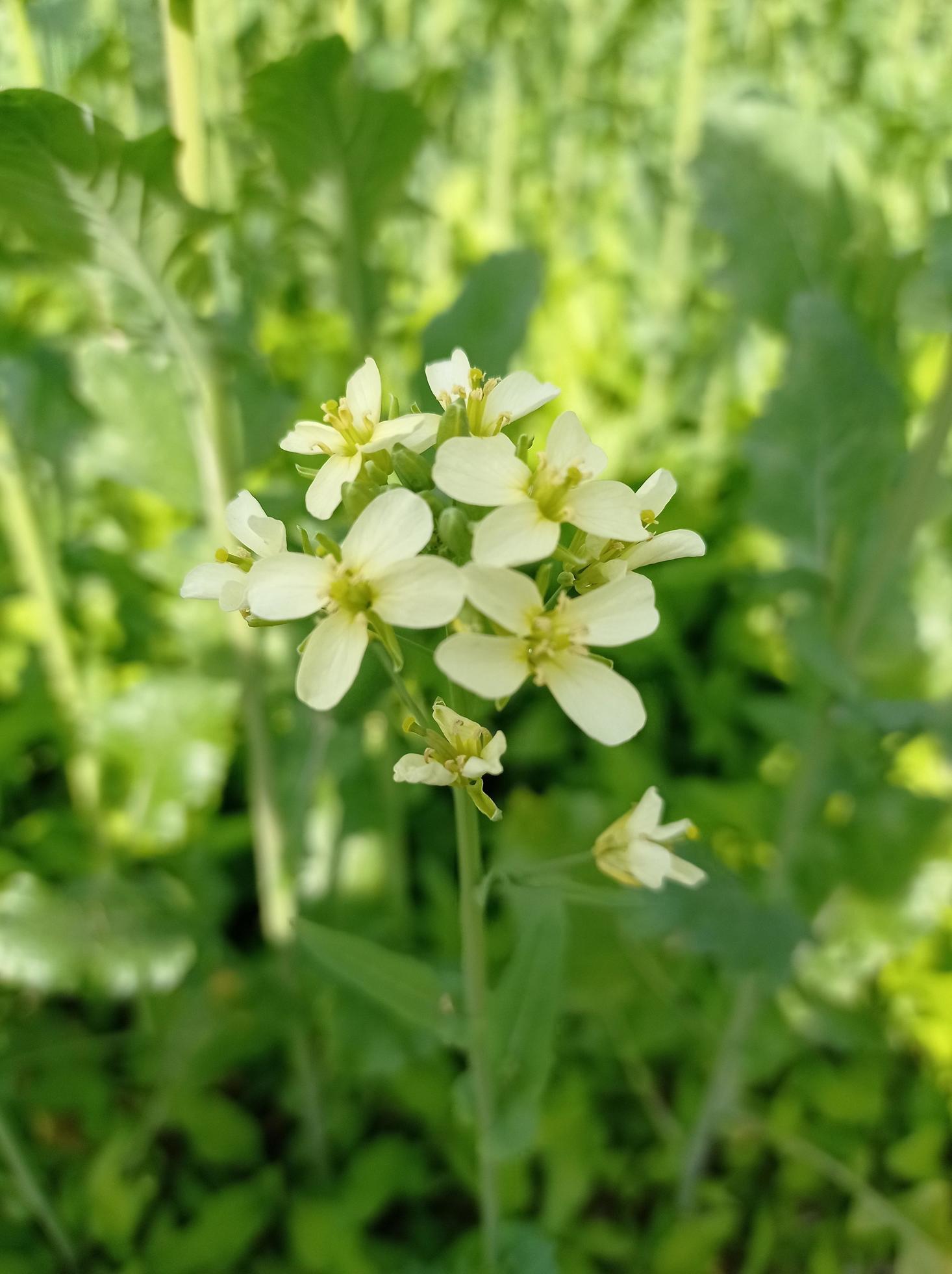 Mustard Flower Images Free Download Stock Free