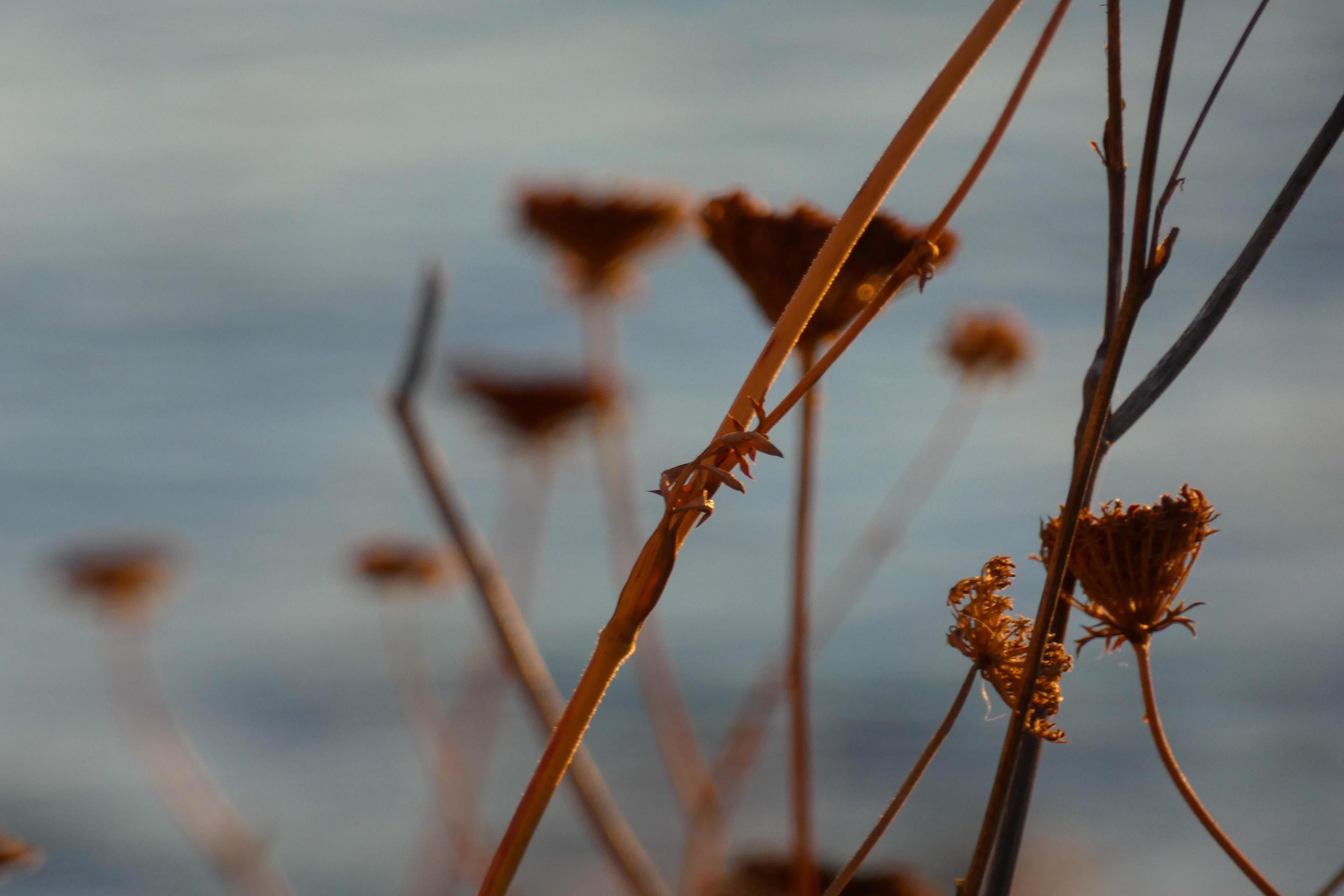 dried flowers on the catalan mediterranean coast, Spain Stock Free