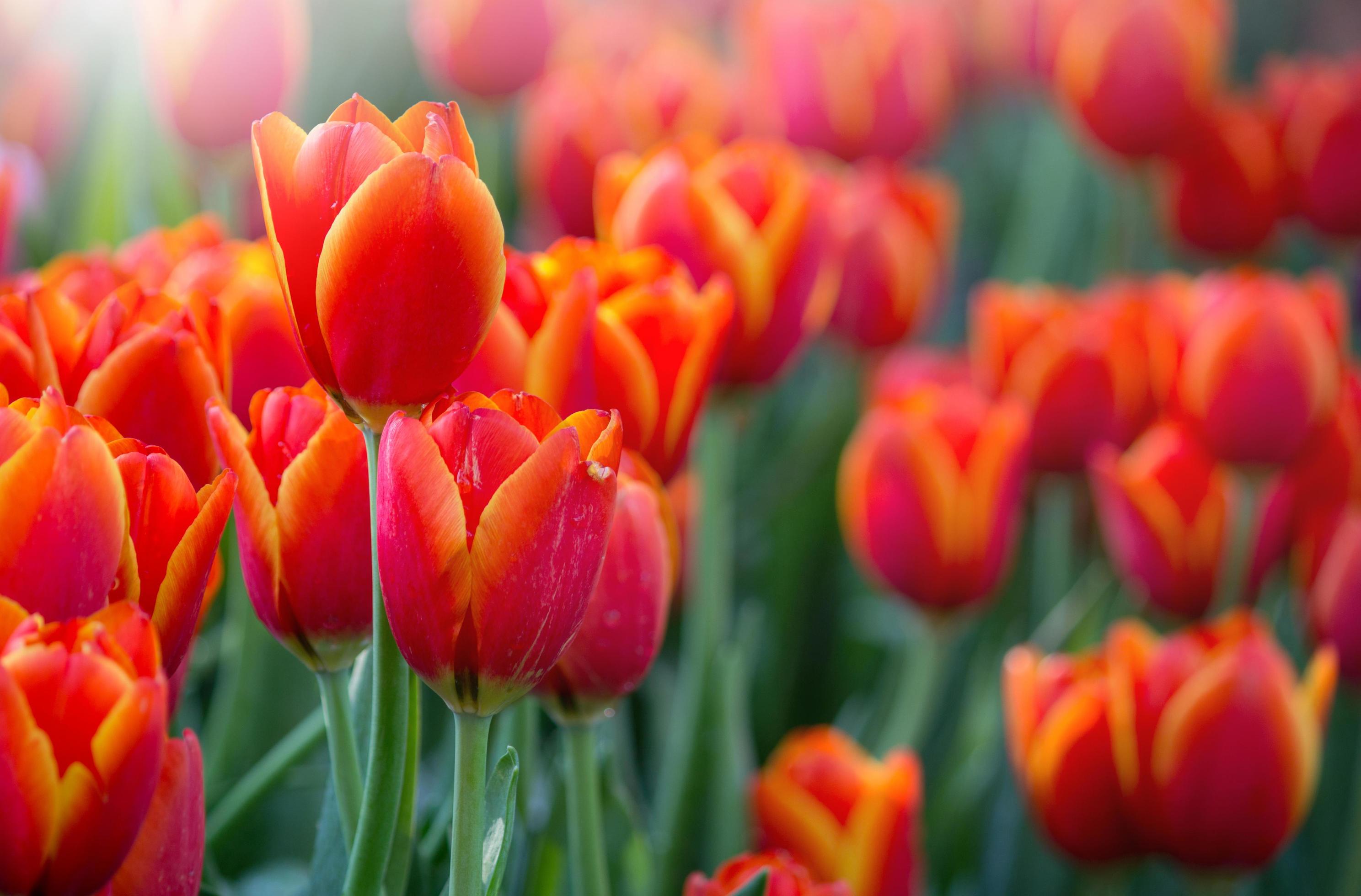 Red tulip flower fields blooming in the garden Stock Free