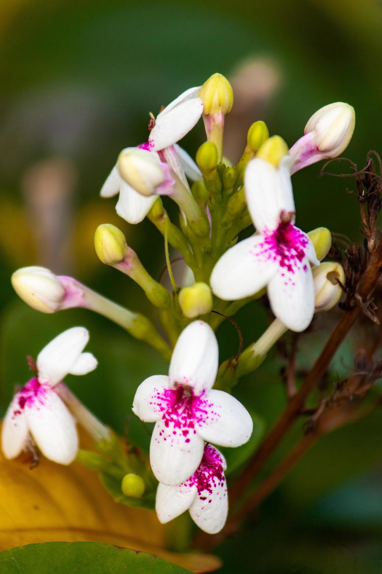 orchids flower in the garden Stock Free