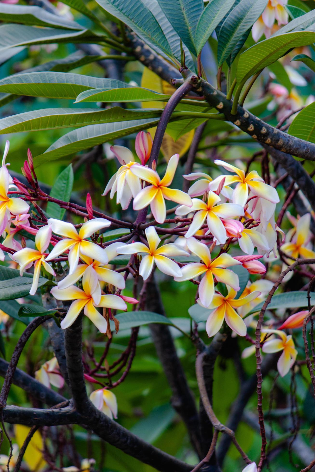 pulmeria flower in the garden Stock Free